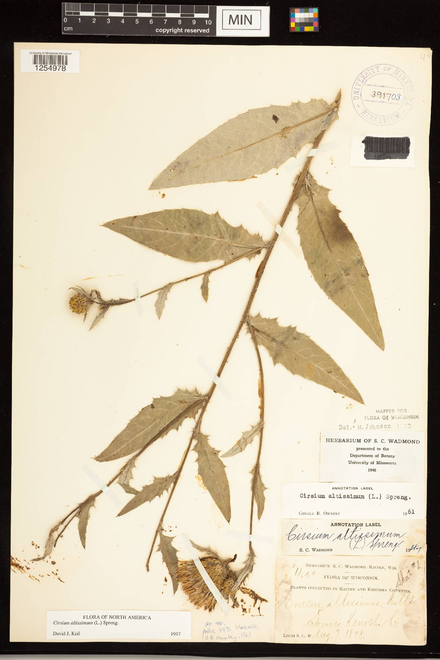 Cirsium altissimum image
