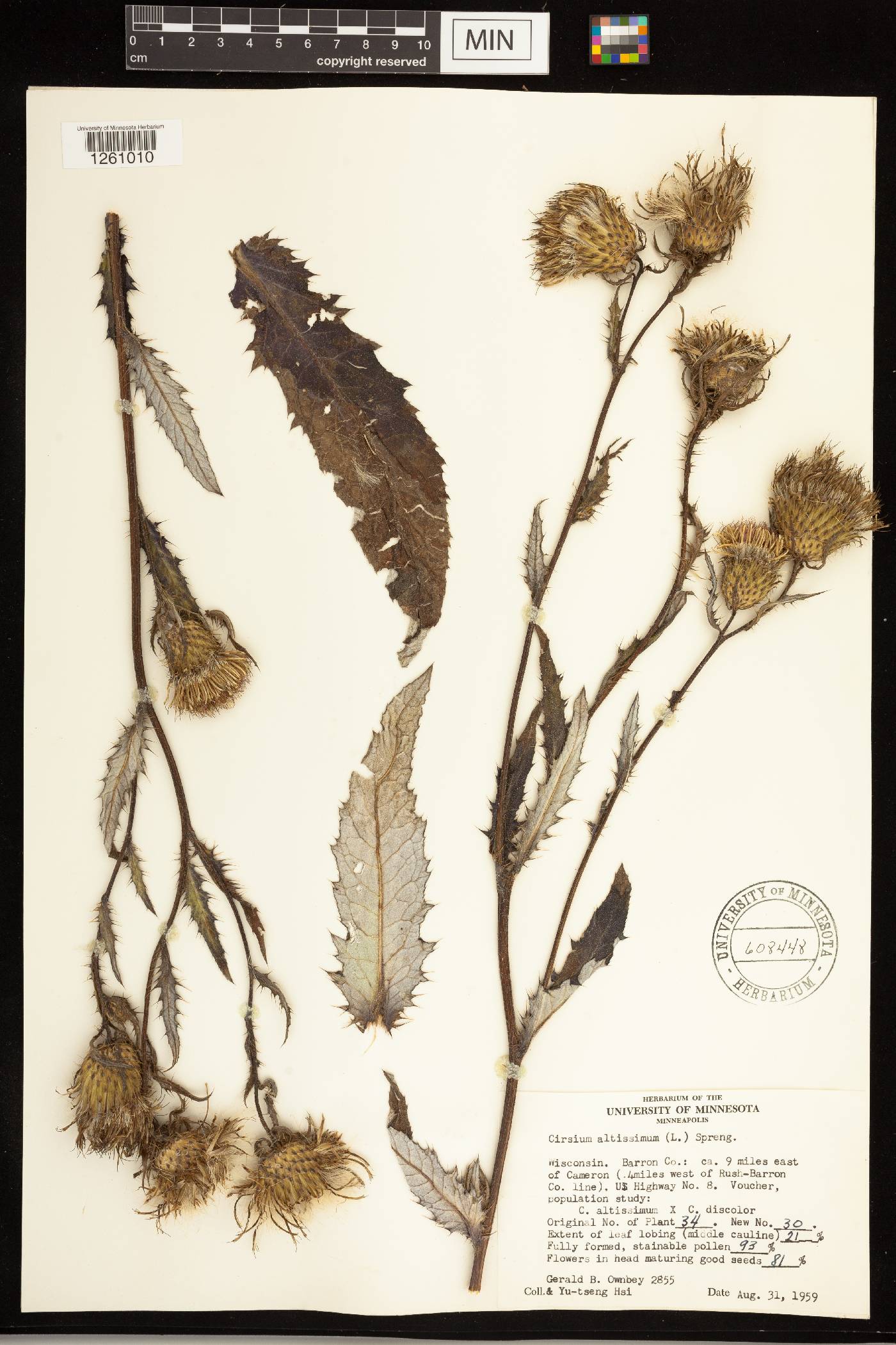 Cirsium altissimum image