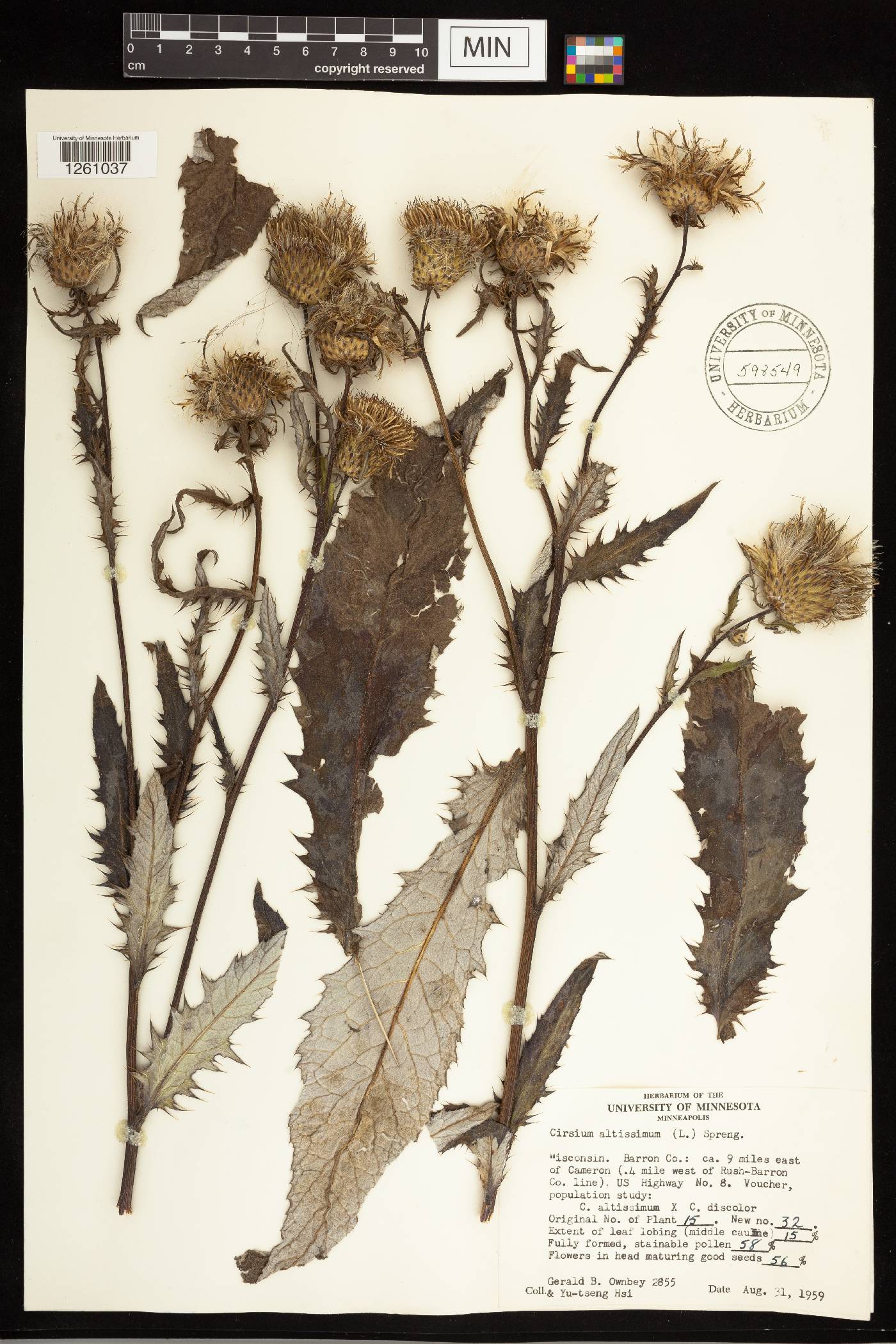 Cirsium altissimum image