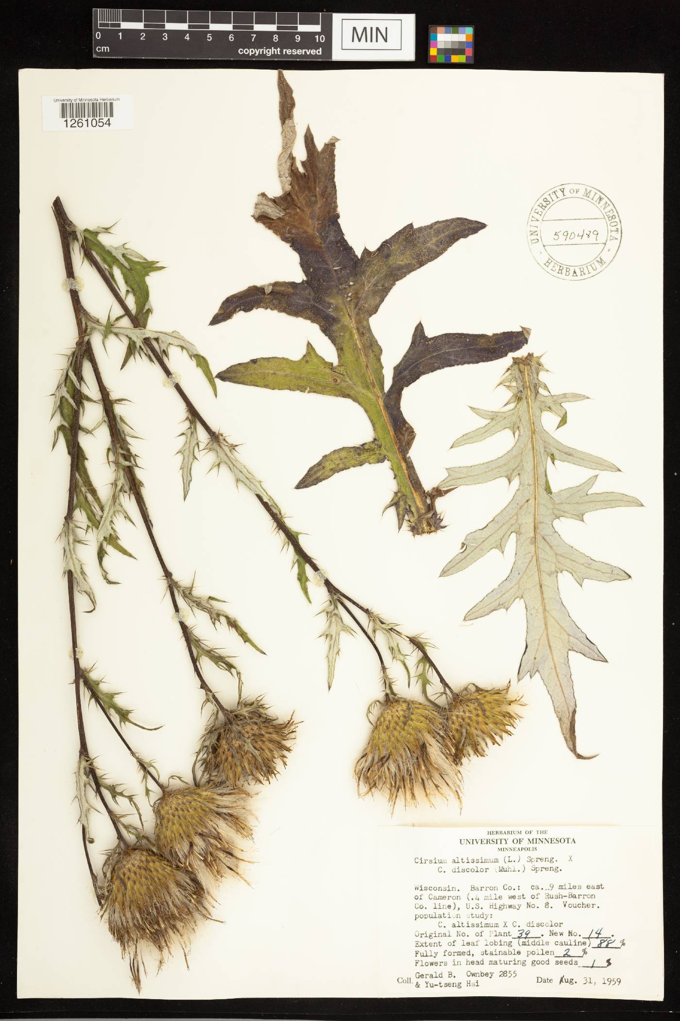 Cirsium altissimum image