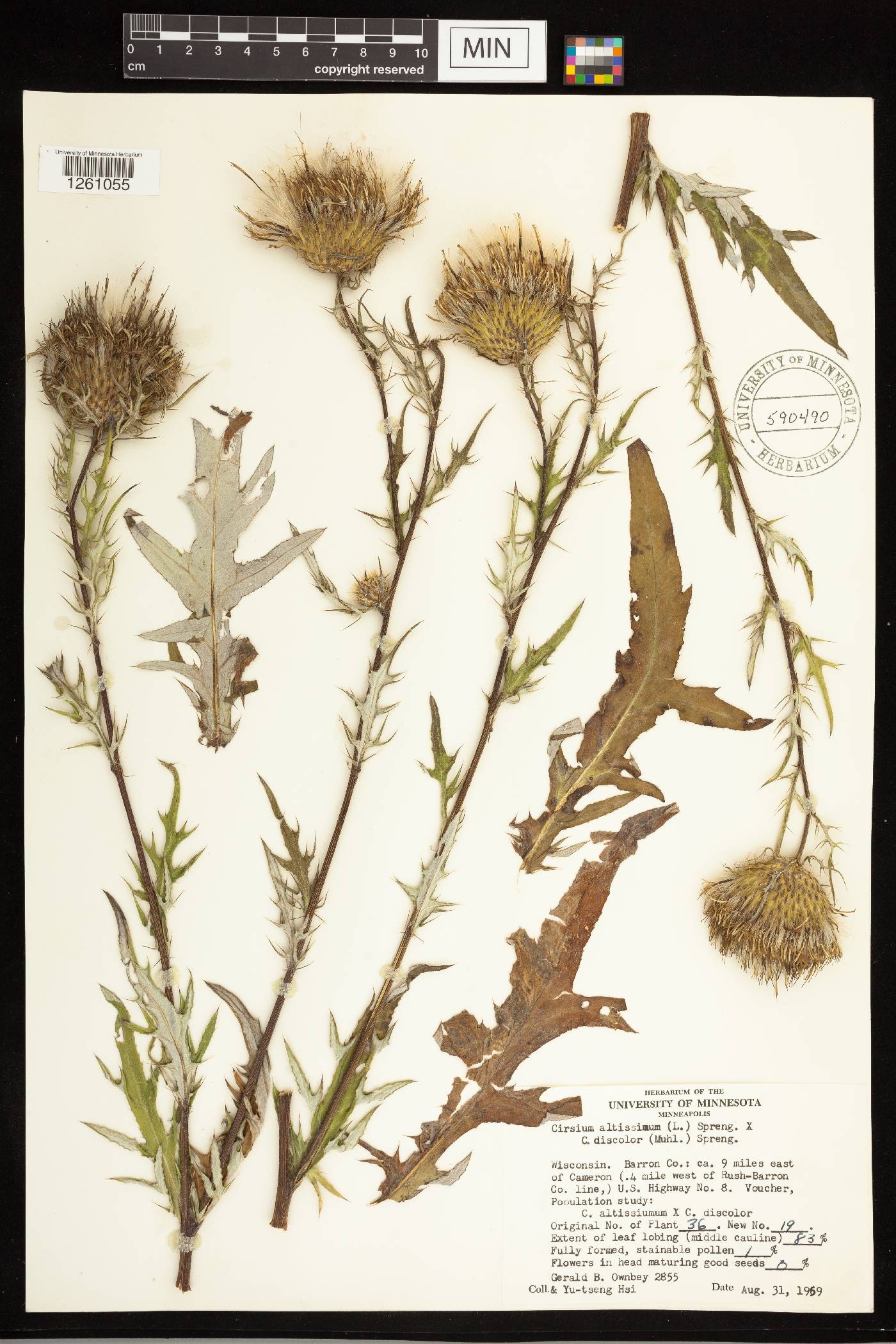 Cirsium altissimum image