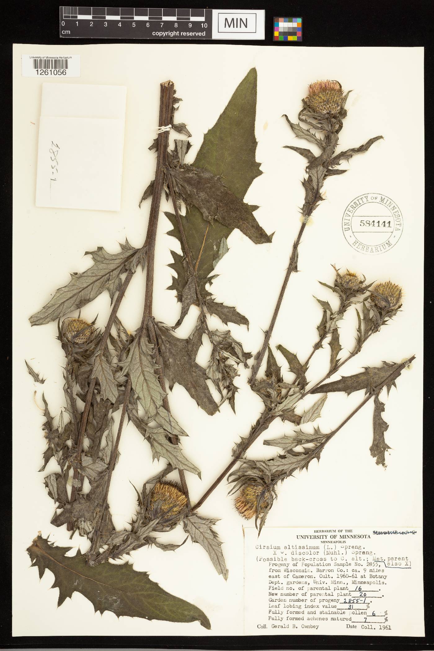 Cirsium altissimum image
