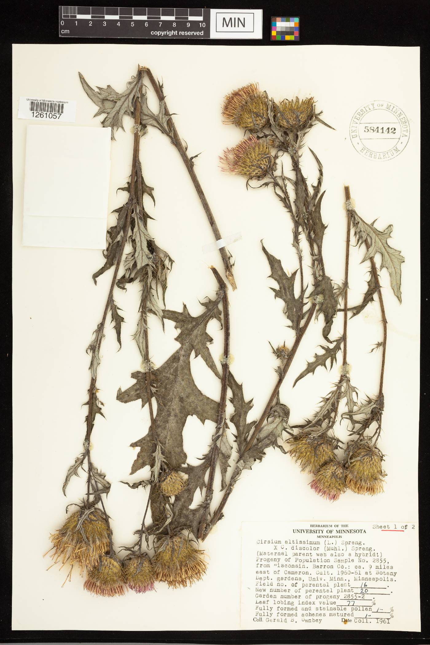 Cirsium altissimum image