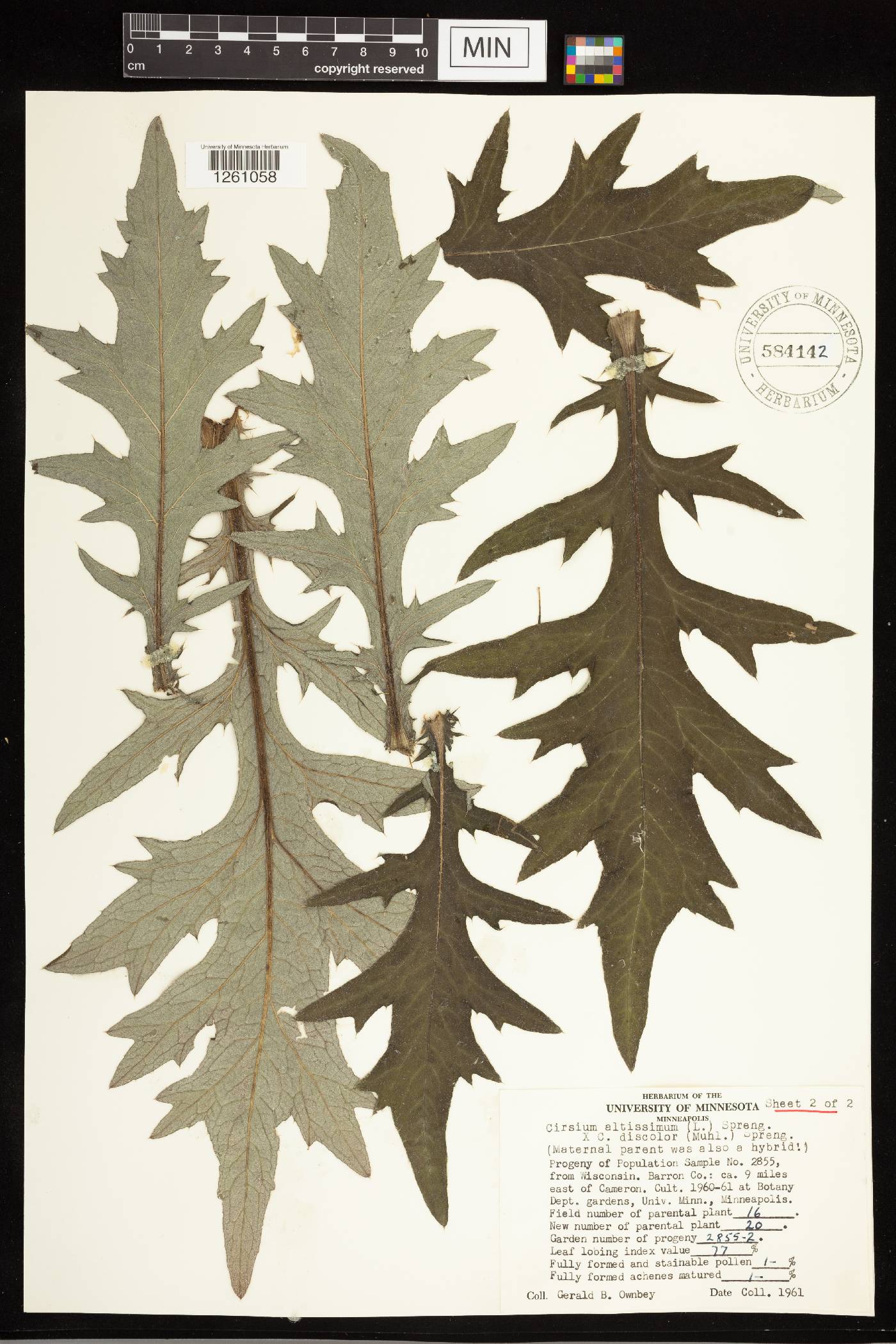 Cirsium altissimum image