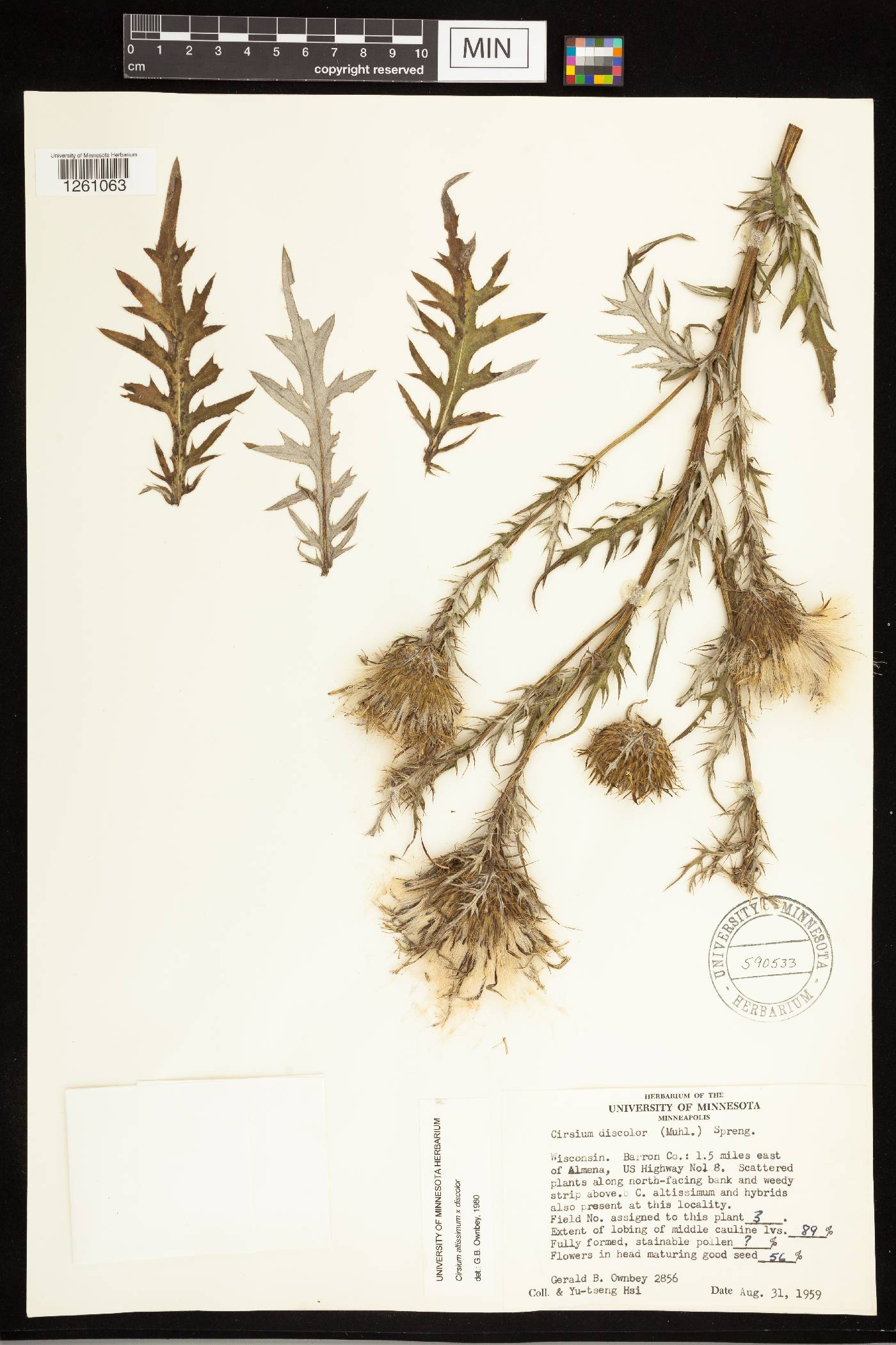 Cirsium altissimum image