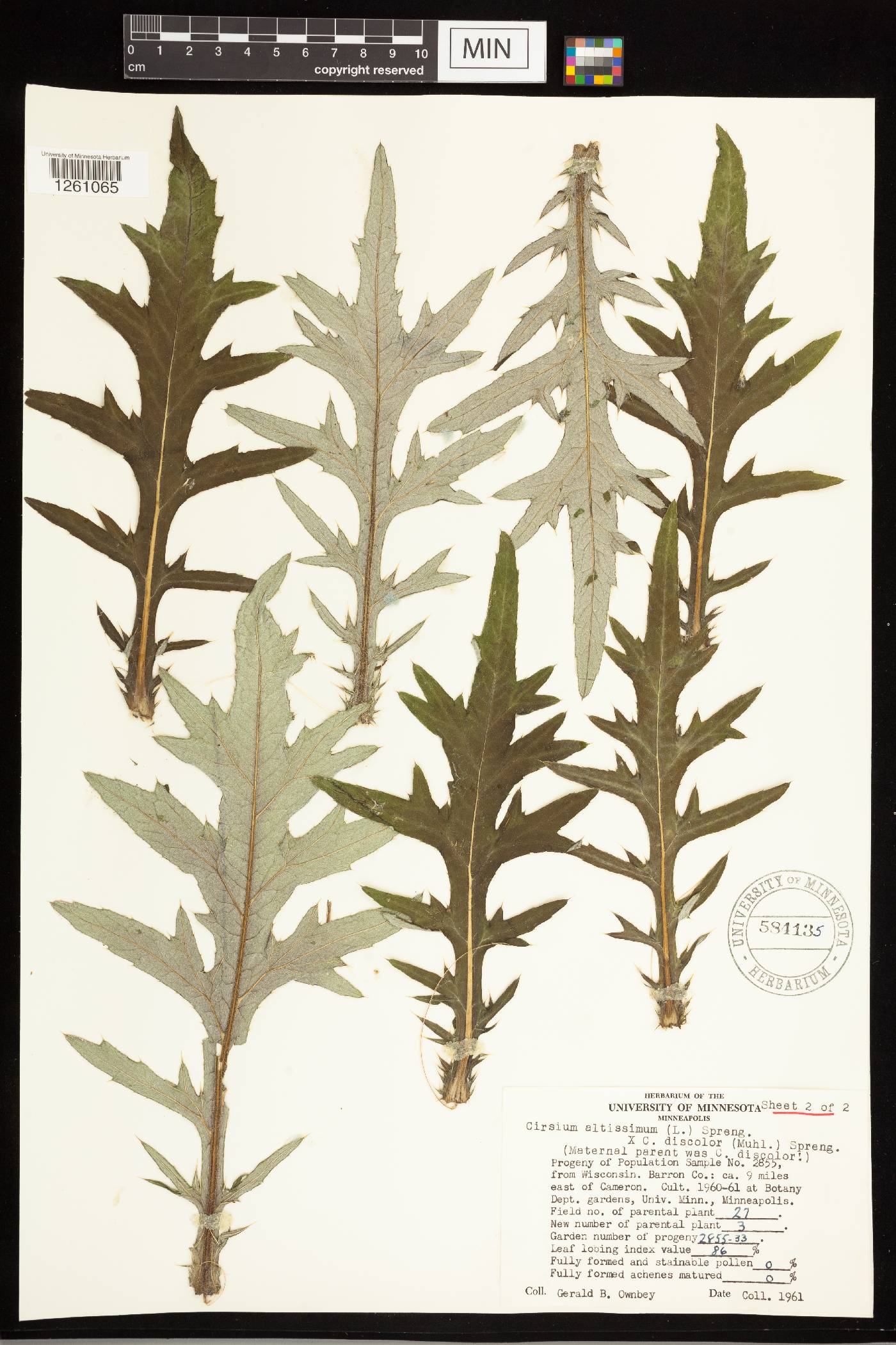 Cirsium altissimum image