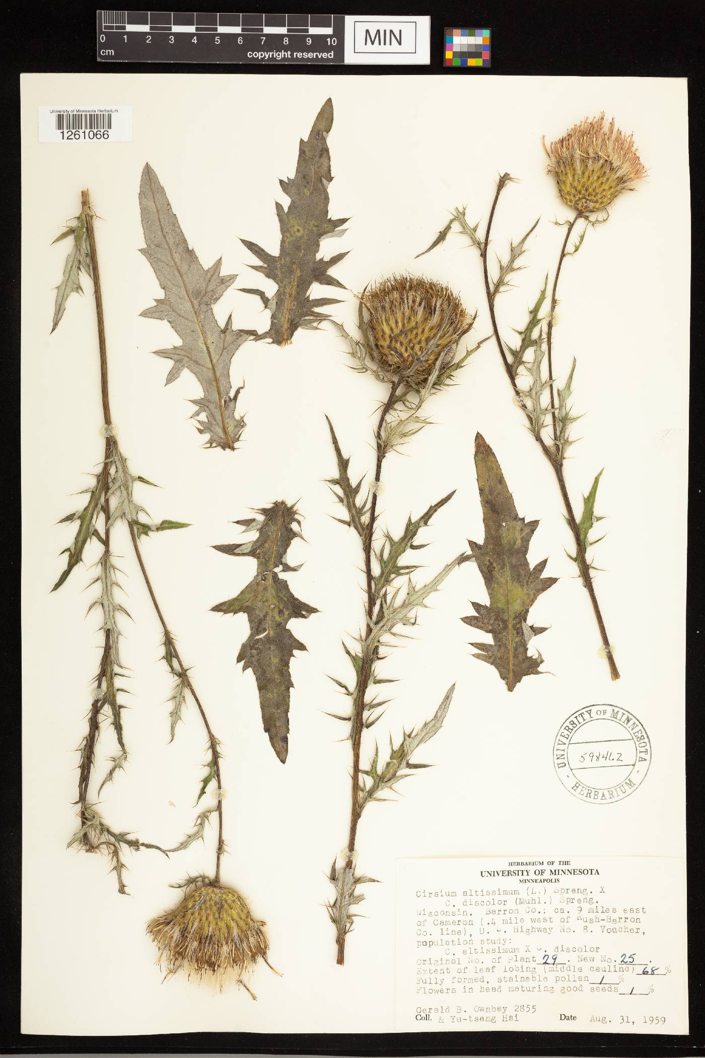 Cirsium altissimum image