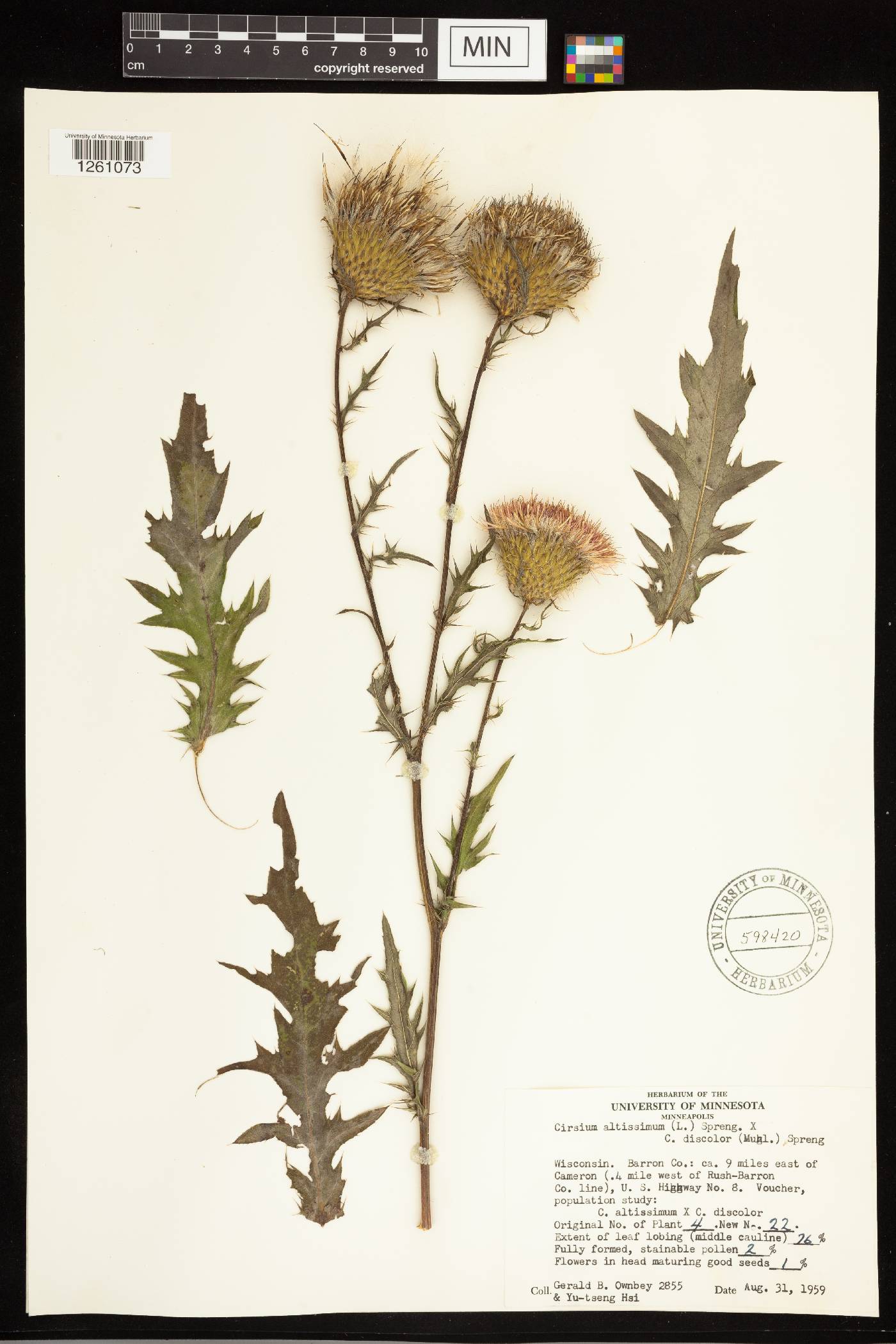 Cirsium altissimum image