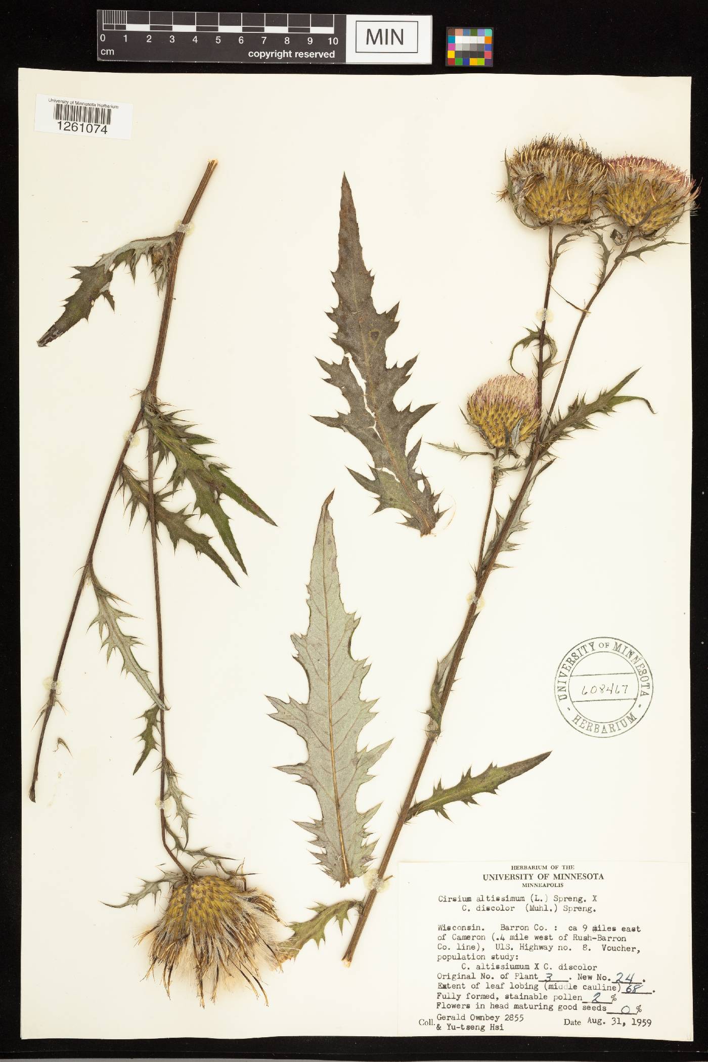 Cirsium altissimum image