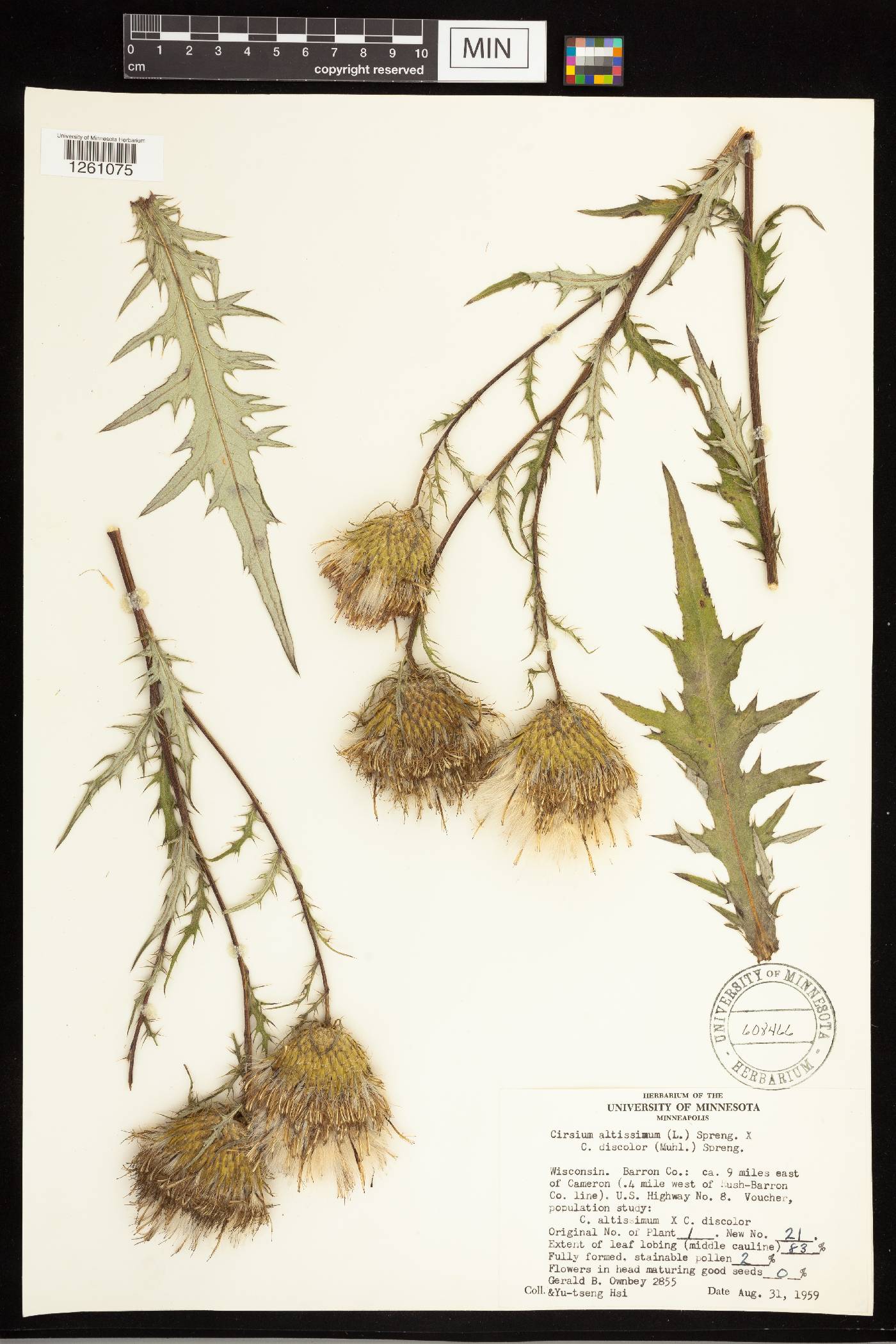 Cirsium altissimum image