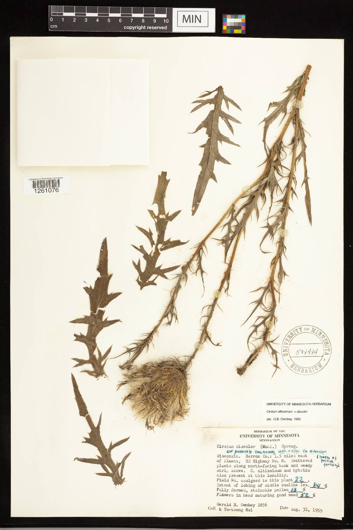 Cirsium altissimum image