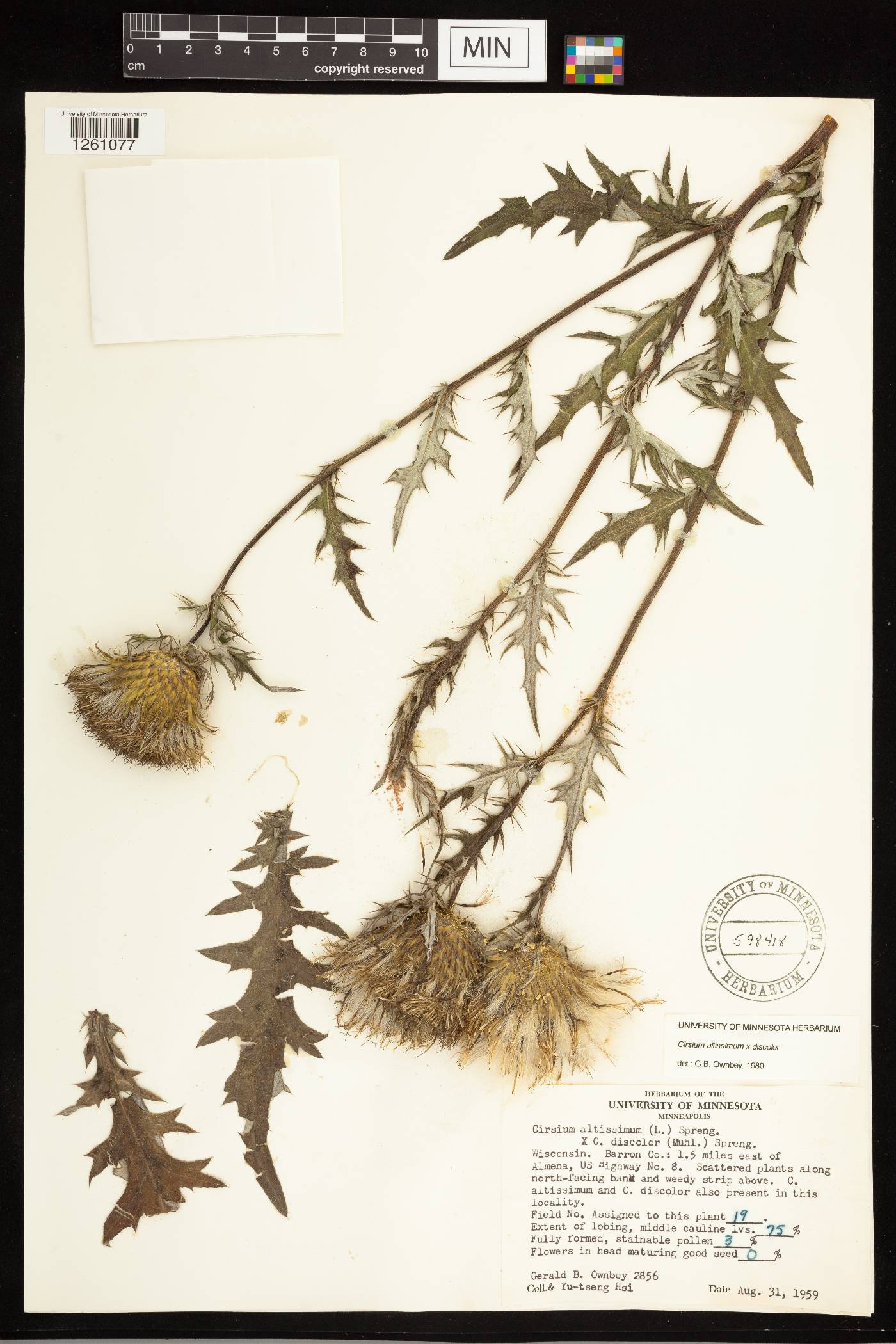 Cirsium altissimum image