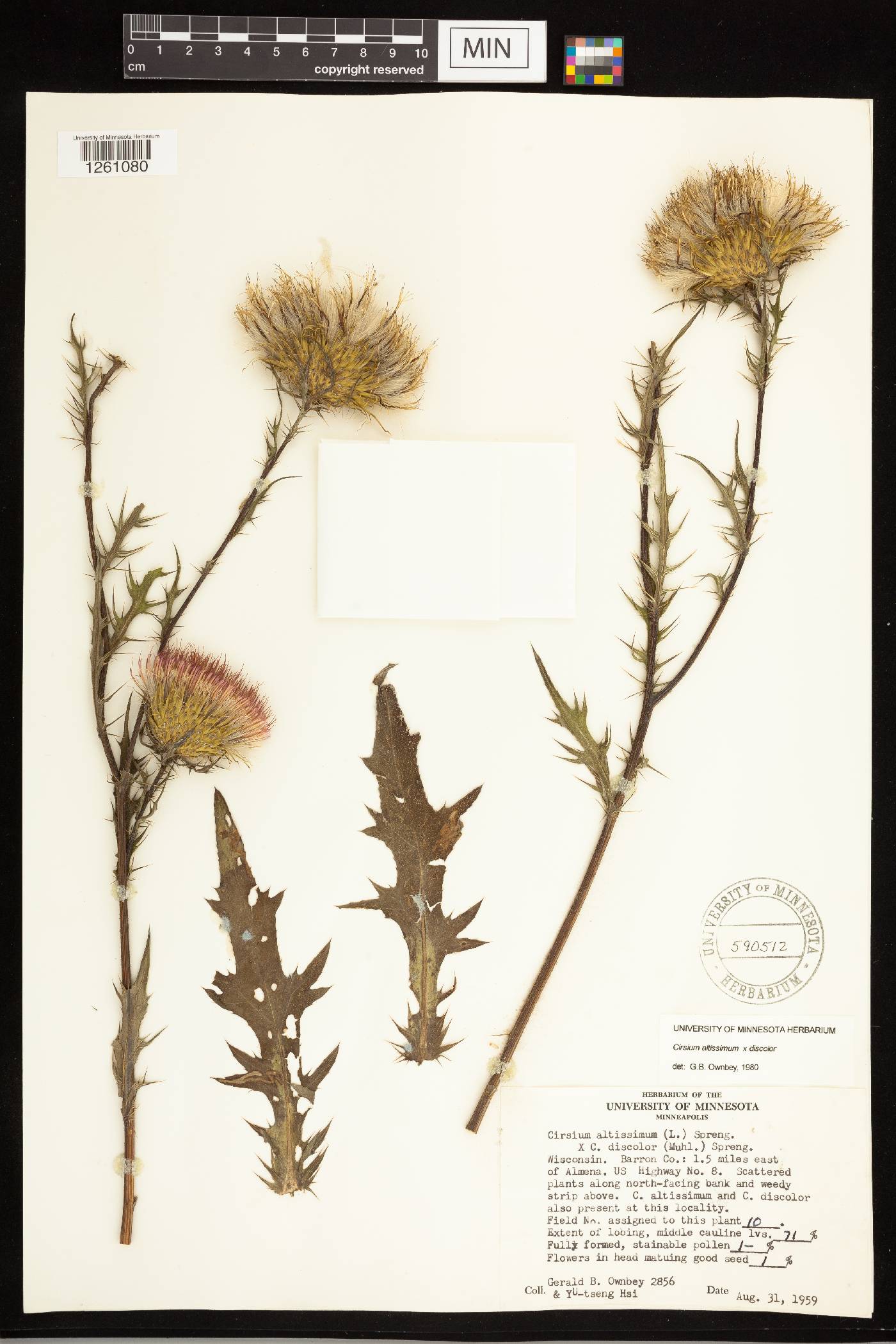 Cirsium altissimum image