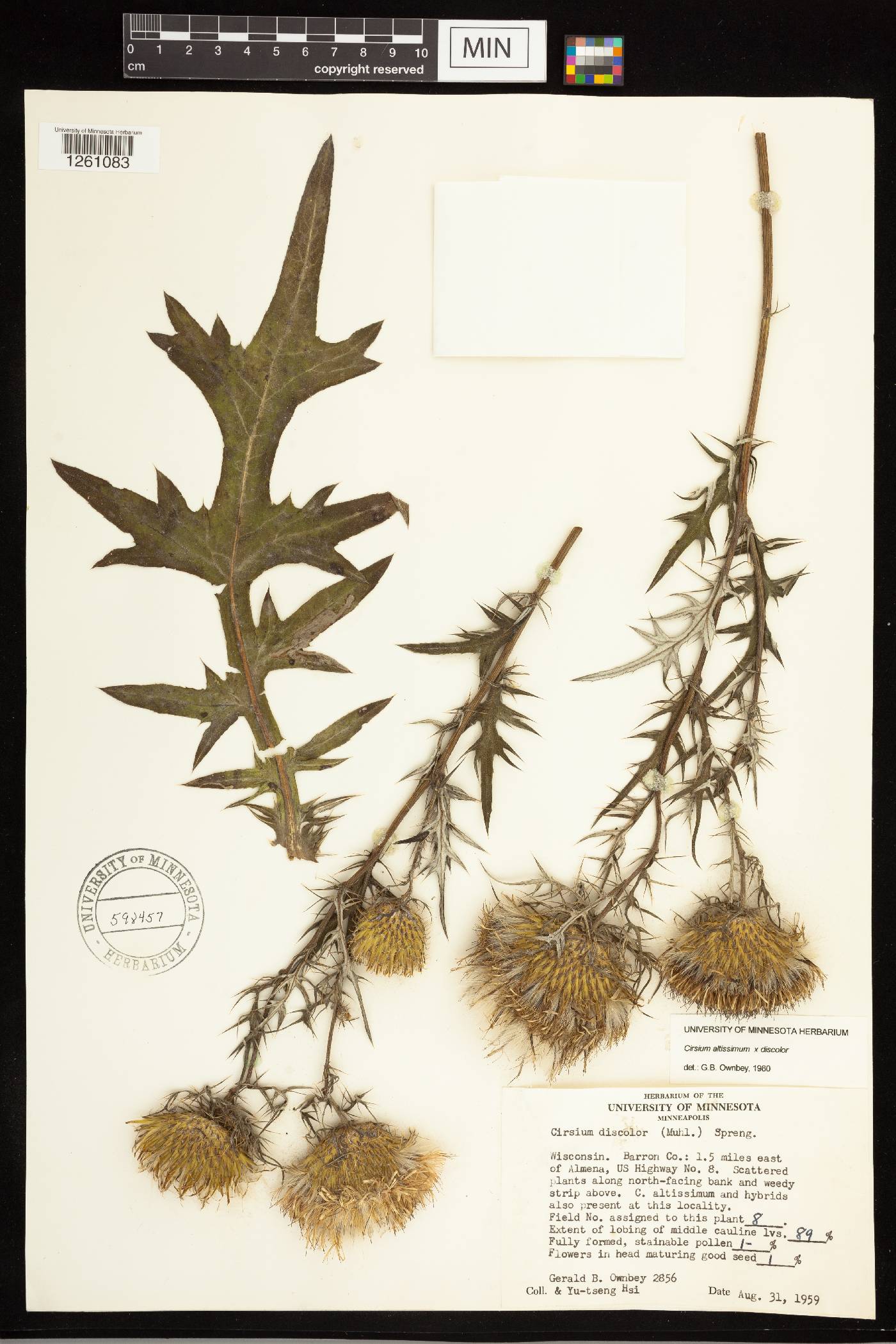 Cirsium altissimum image