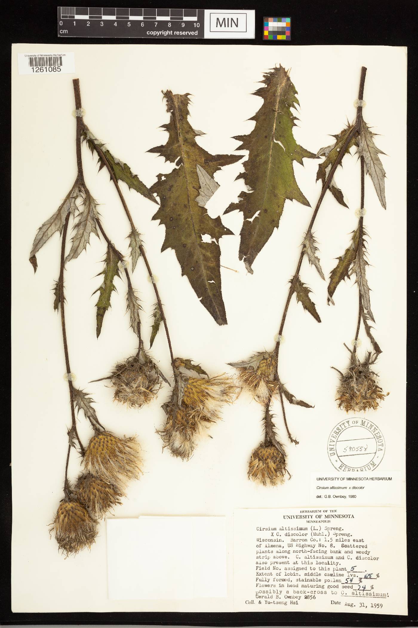 Cirsium altissimum image