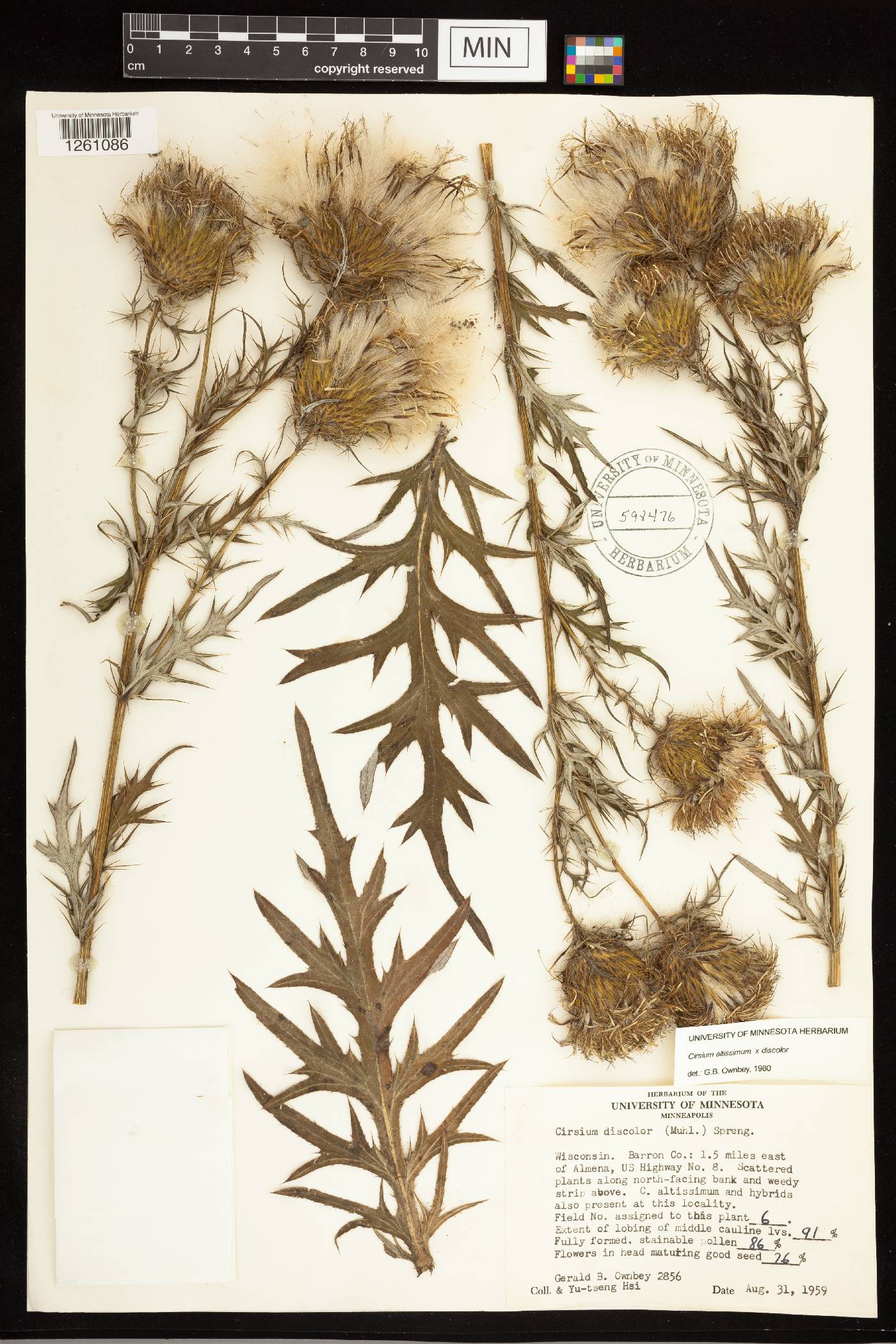 Cirsium altissimum image