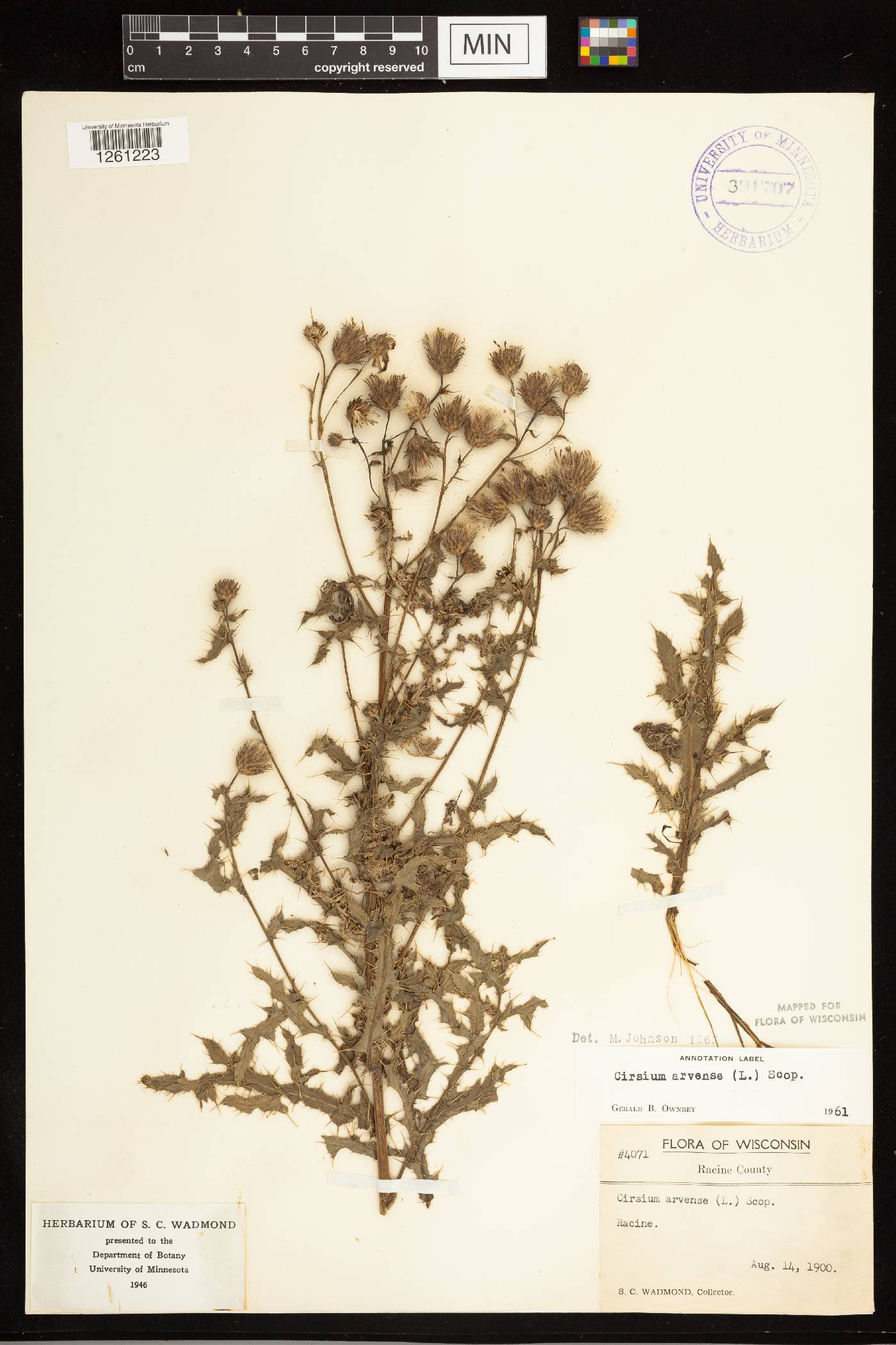 Cirsium arvense image
