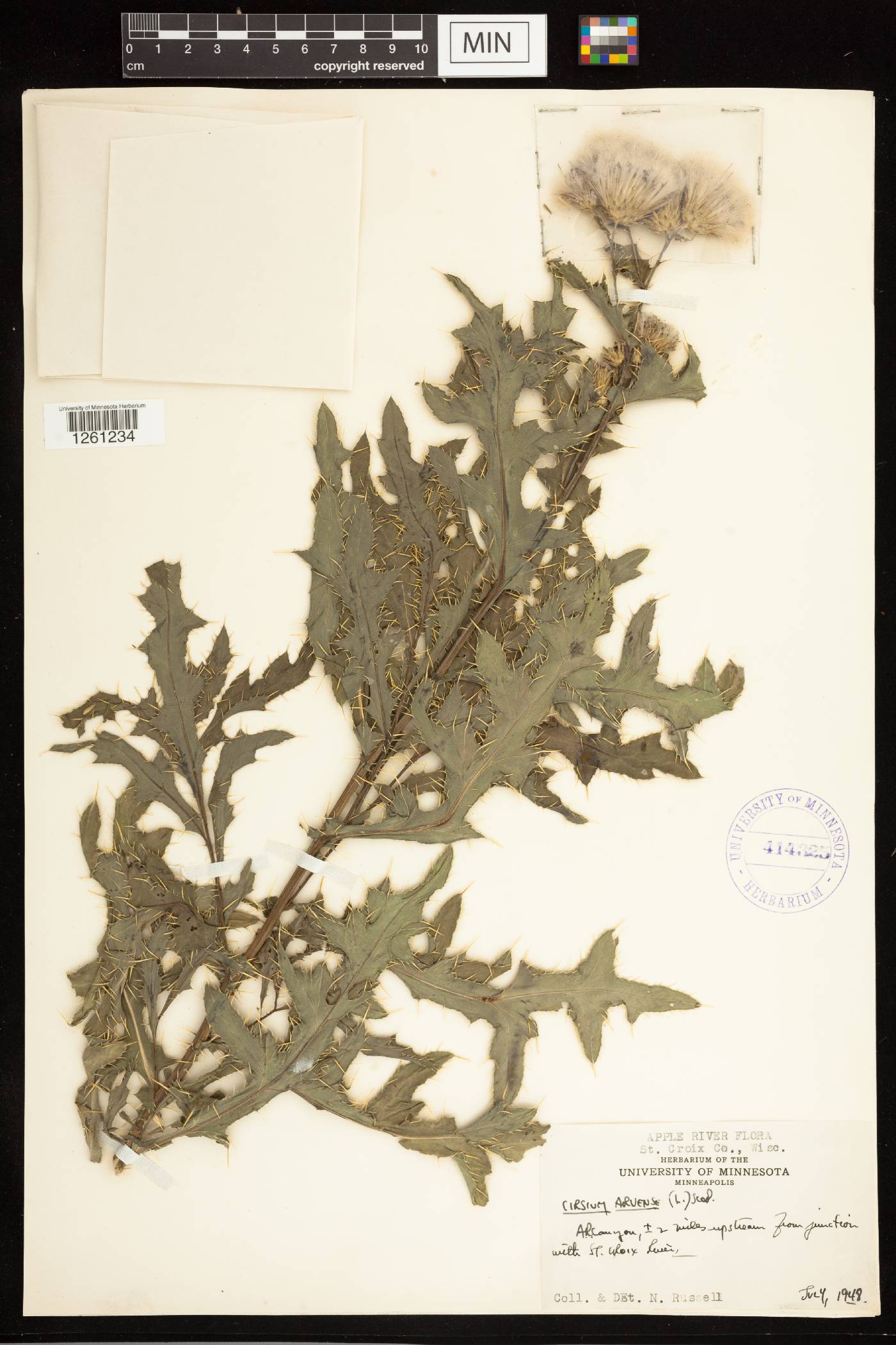 Cirsium arvense image