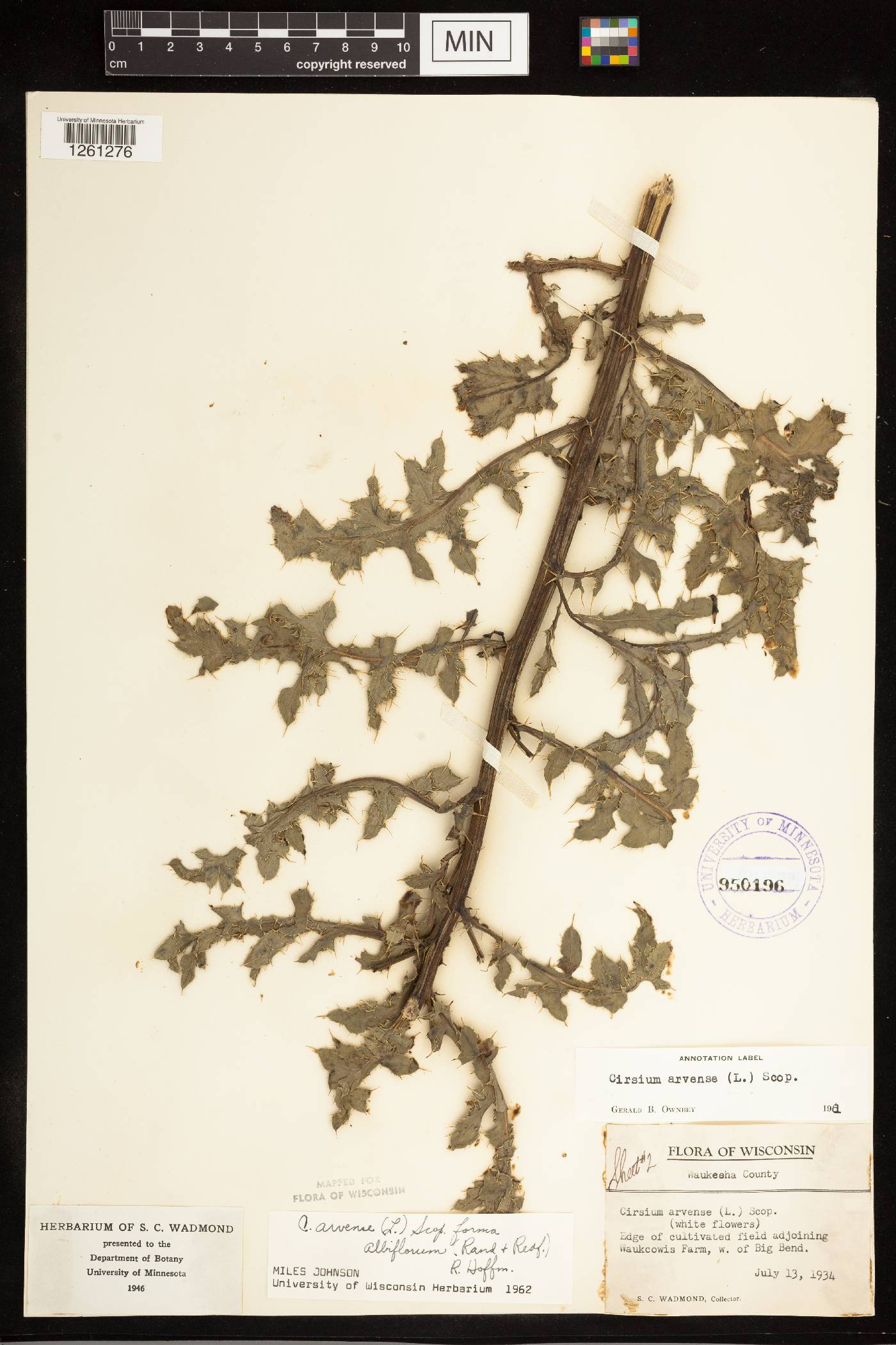 Cirsium arvense image