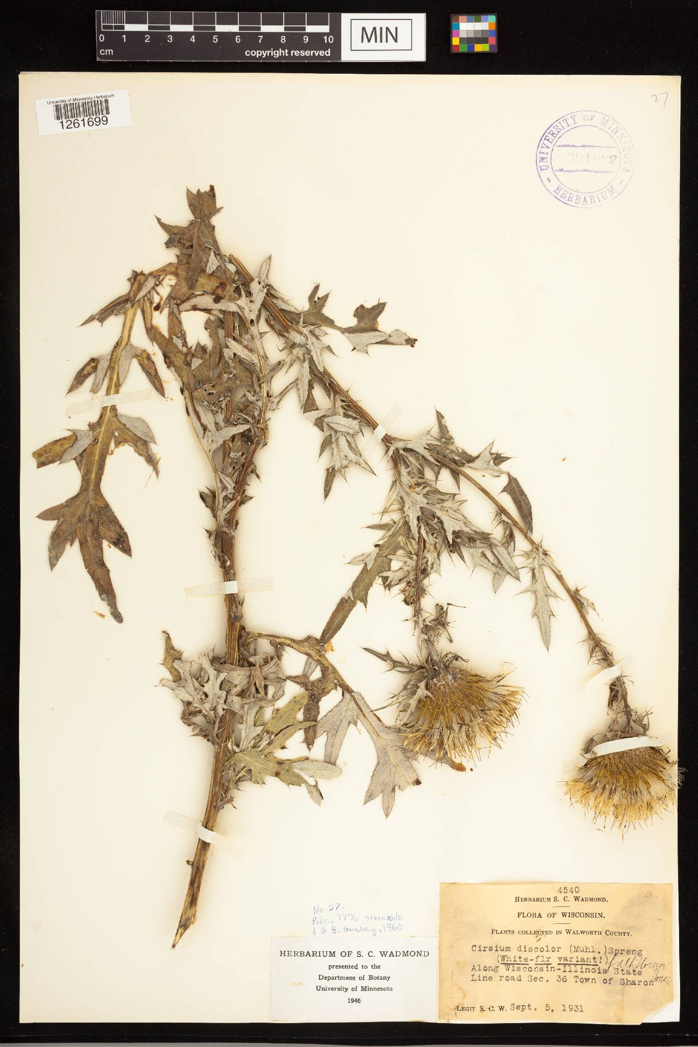 Cirsium discolor image