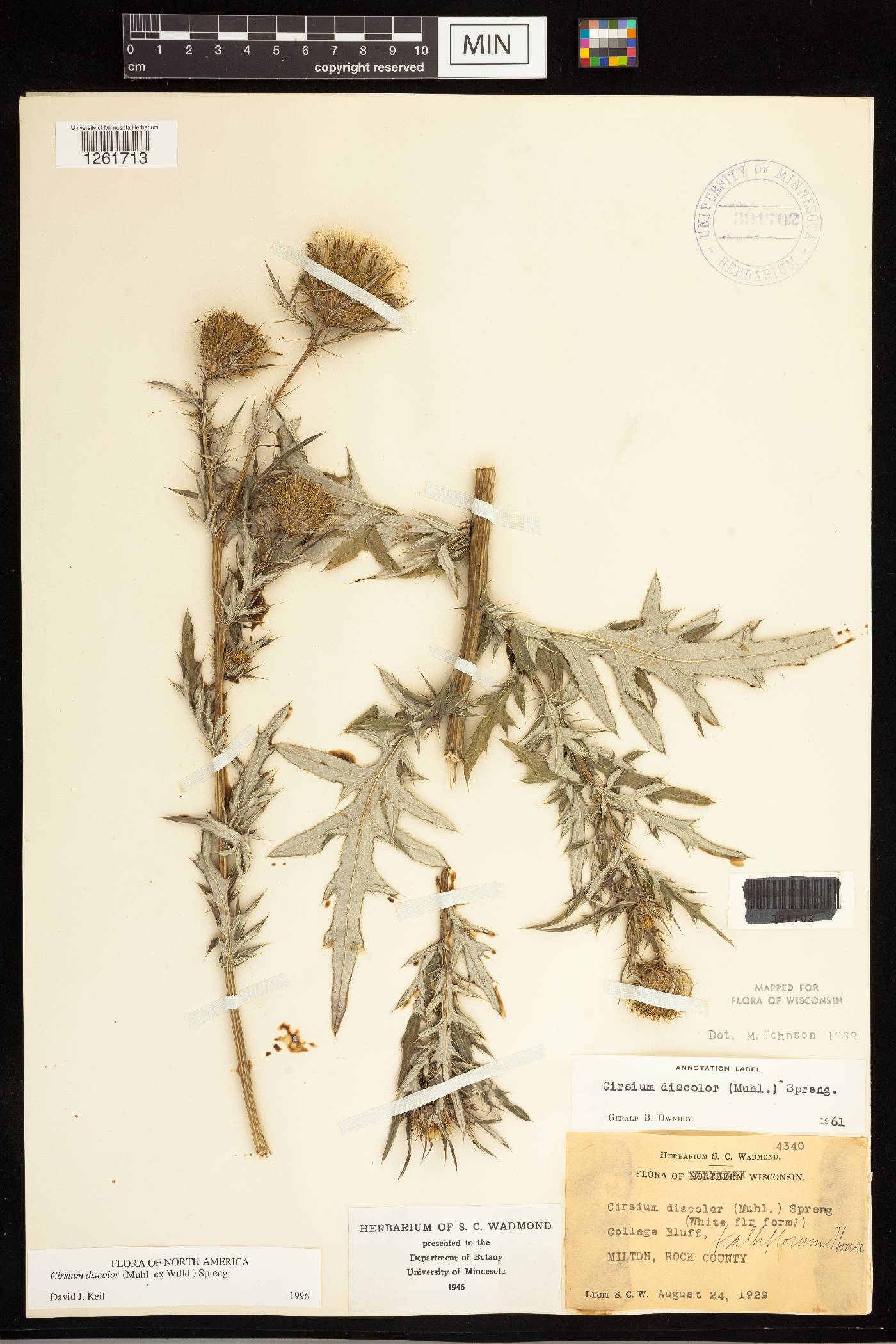 Cirsium discolor image