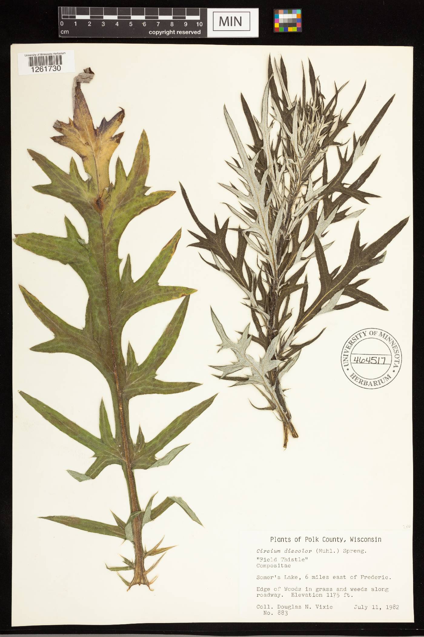 Cirsium discolor image