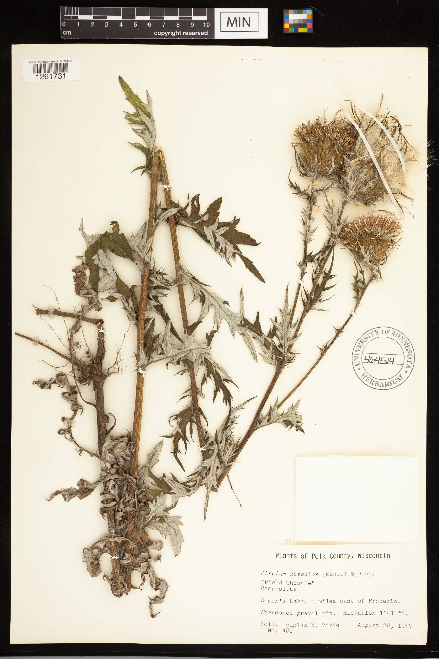 Cirsium discolor image