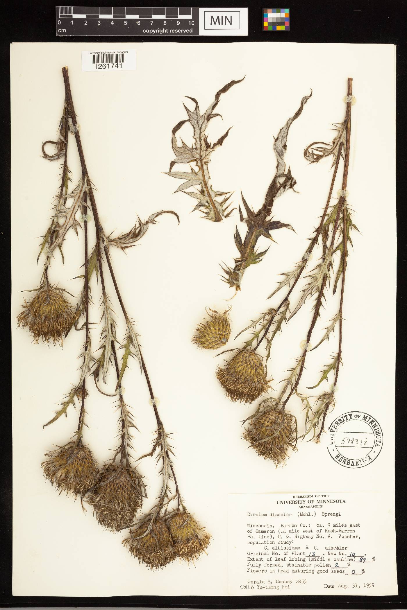 Cirsium discolor image