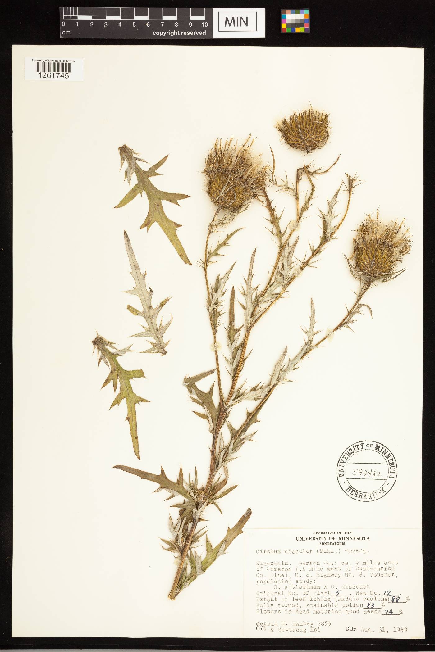 Cirsium discolor image