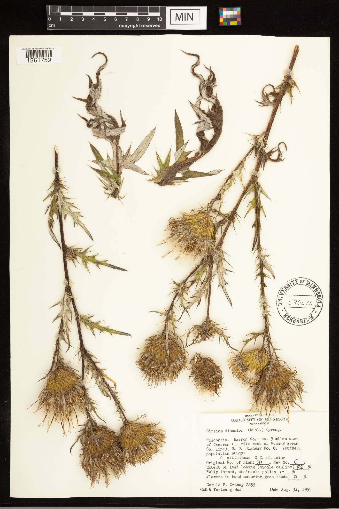 Cirsium discolor image