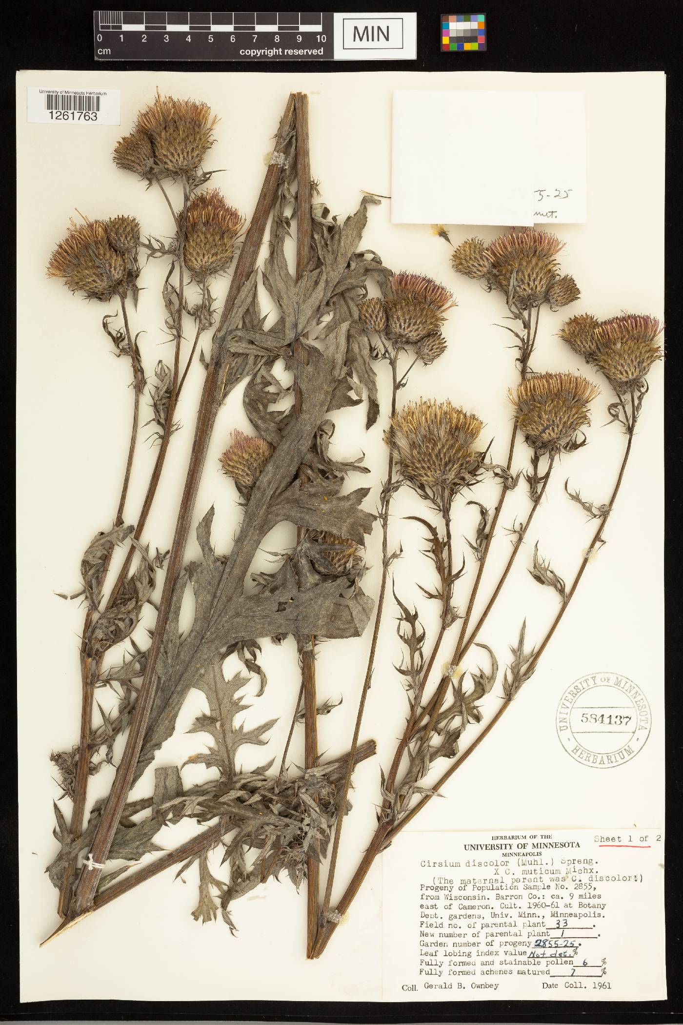 Cirsium discolor image