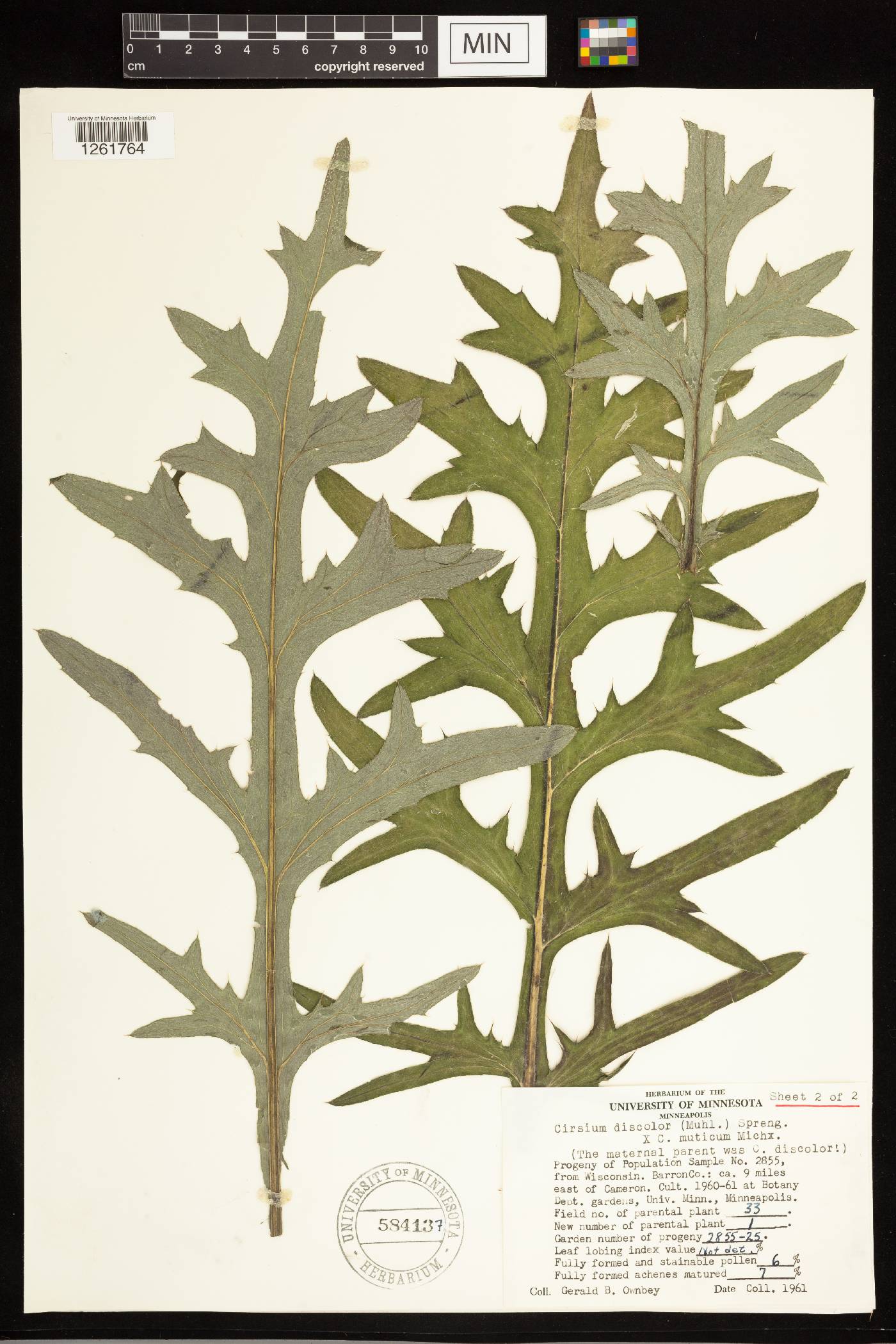 Cirsium discolor image