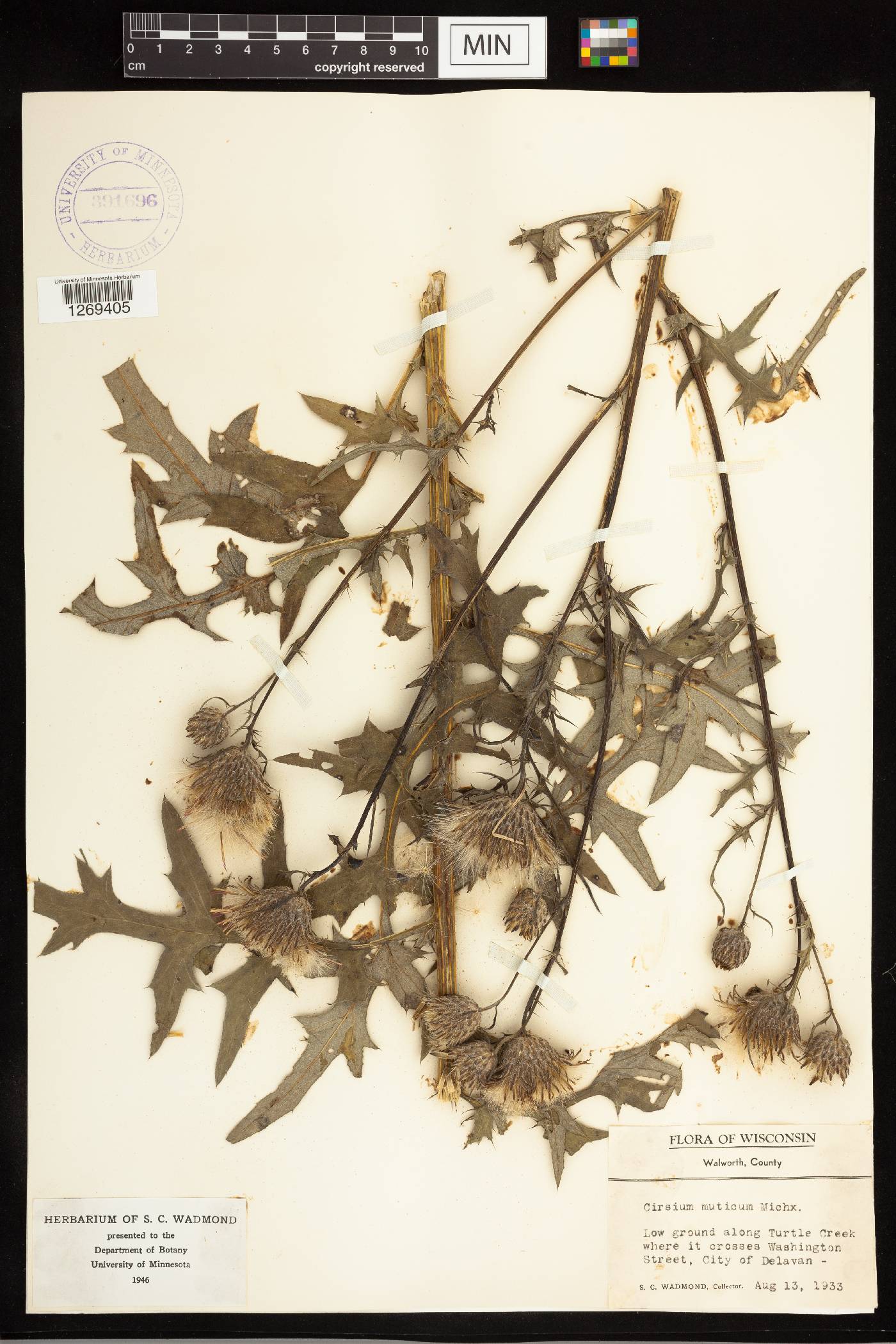 Cirsium muticum image