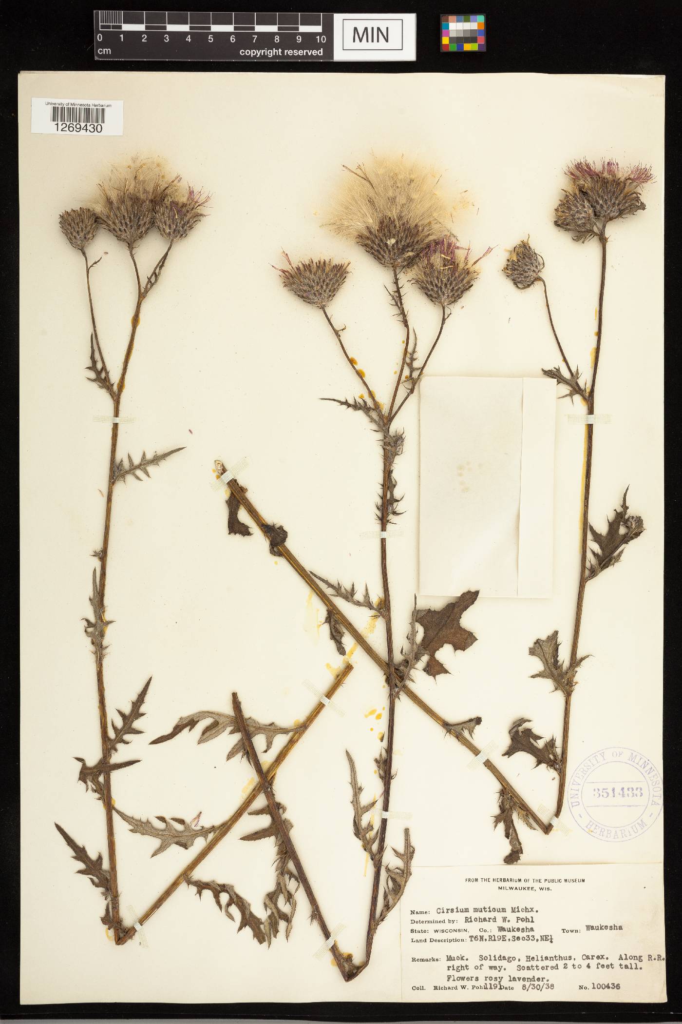 Cirsium muticum image