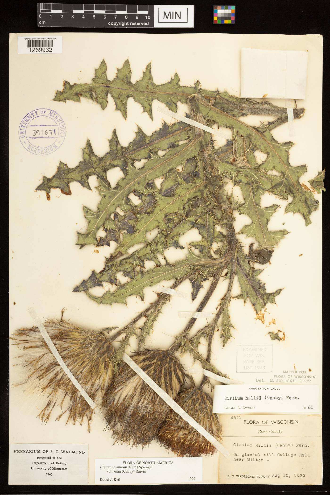 Cirsium pumilum image