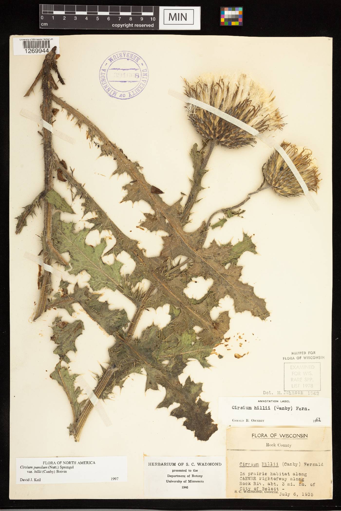 Cirsium pumilum image