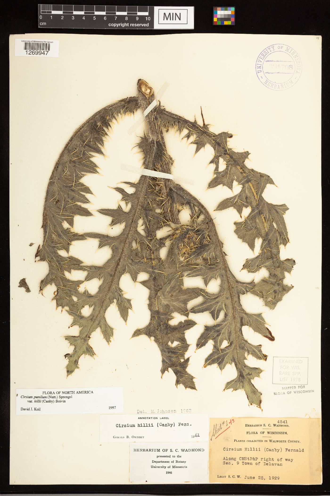 Cirsium pumilum image