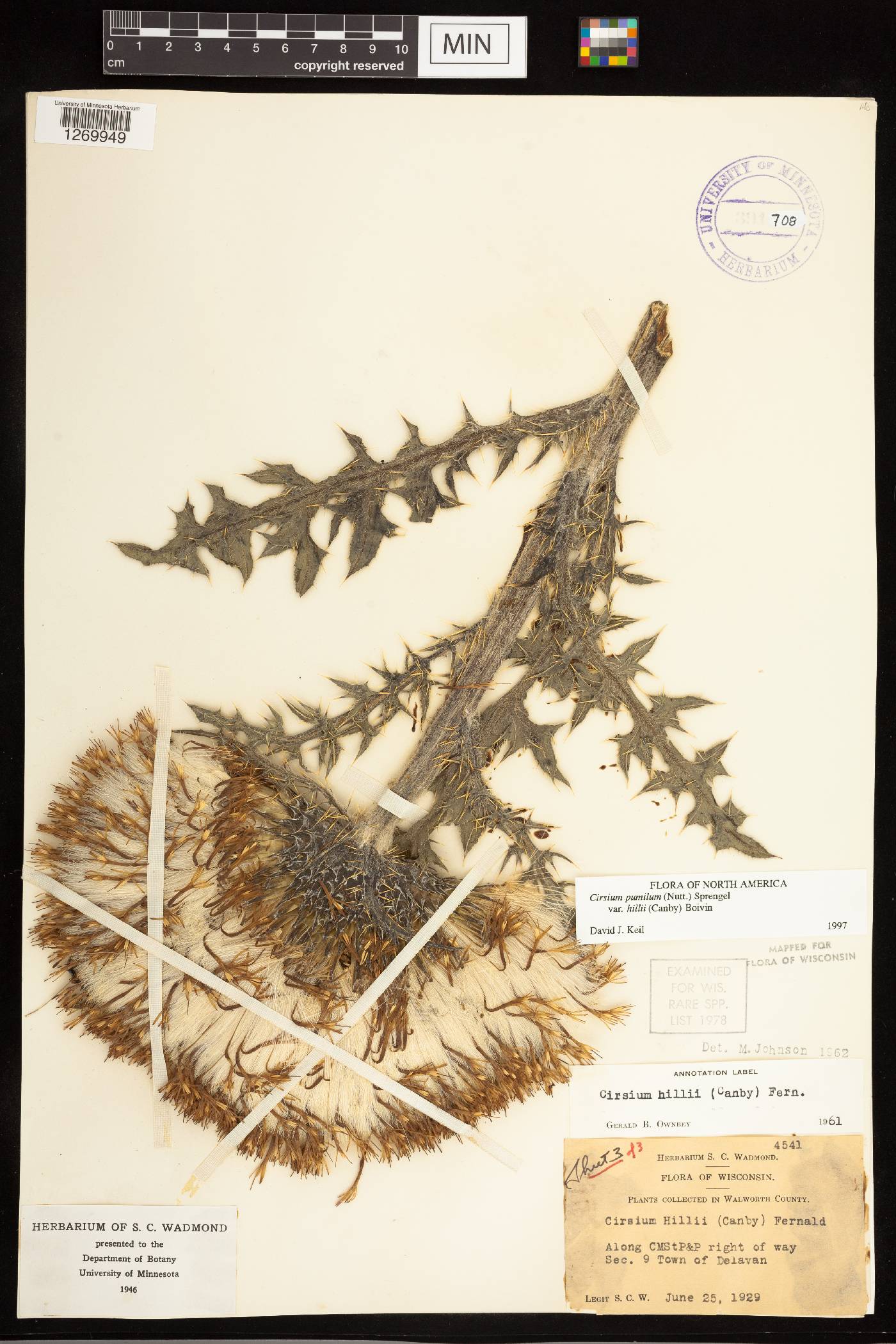 Cirsium pumilum image
