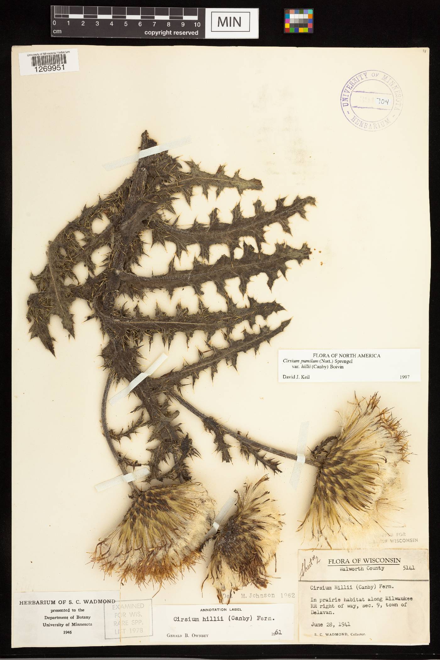 Cirsium pumilum image
