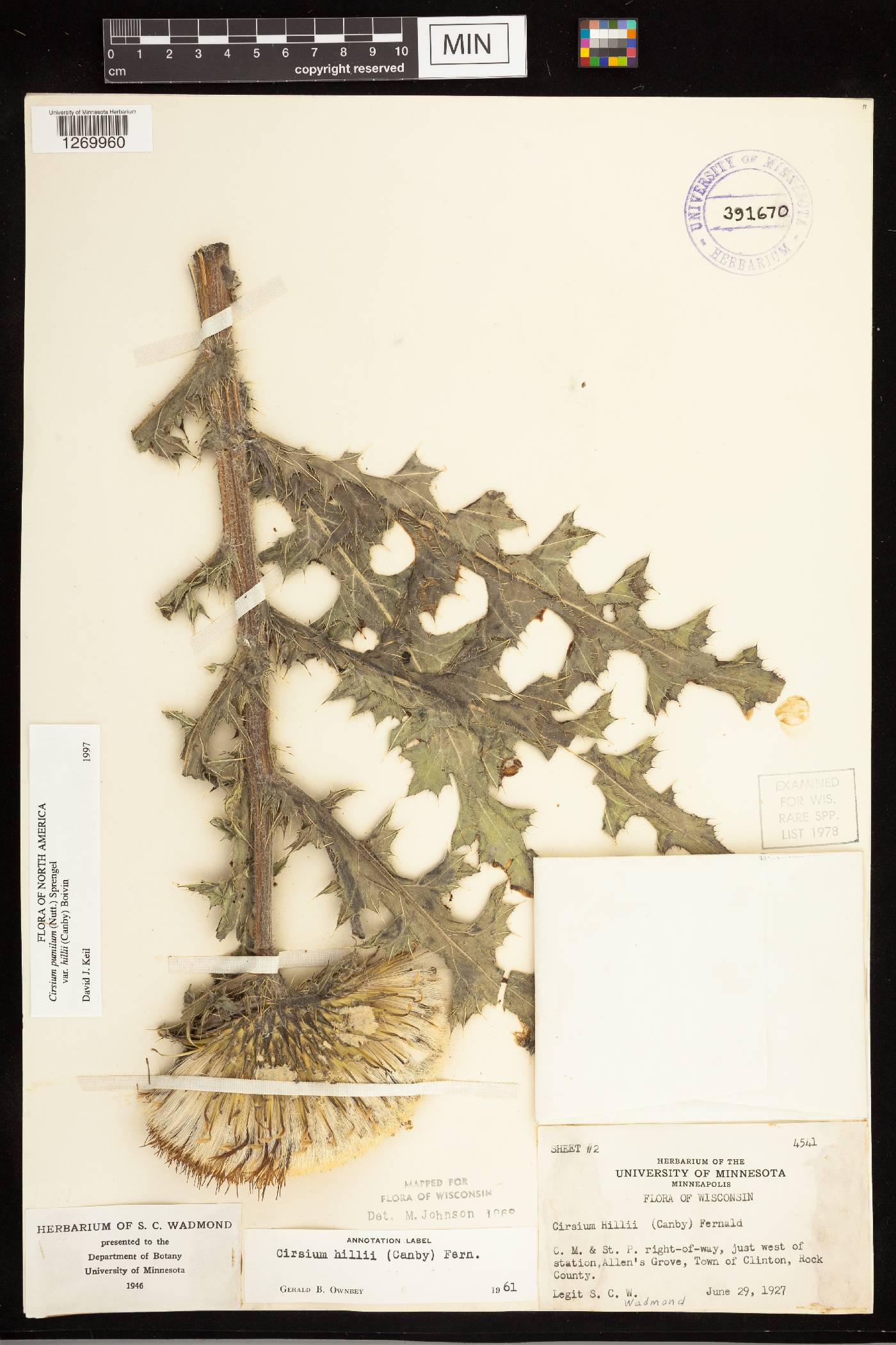 Cirsium pumilum image