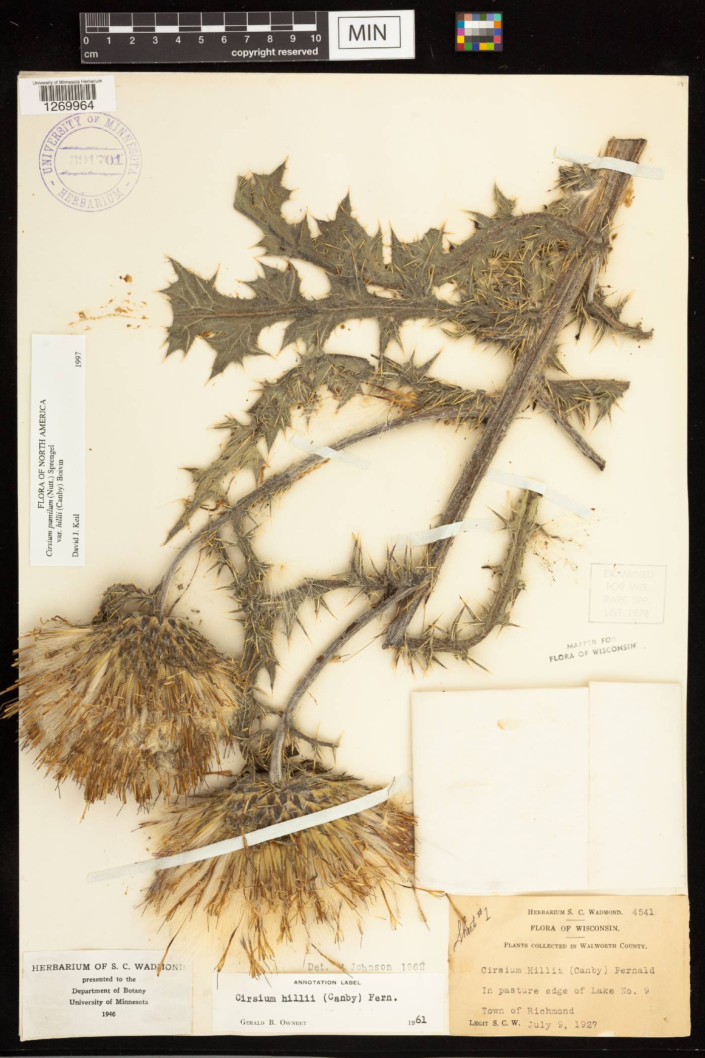 Cirsium pumilum image