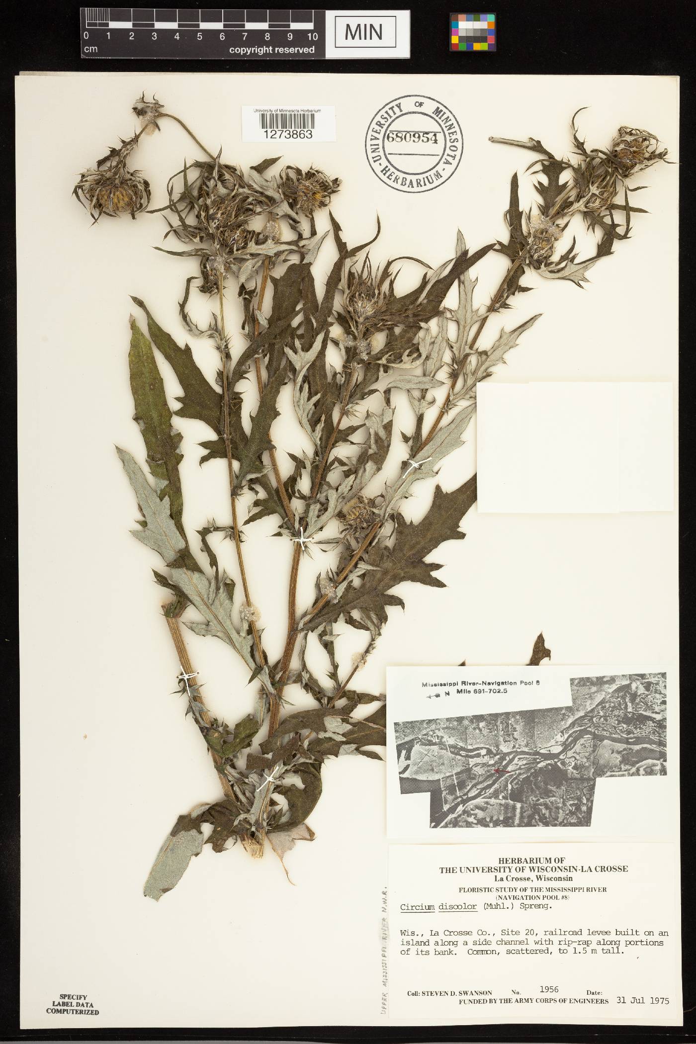 Cirsium discolor image