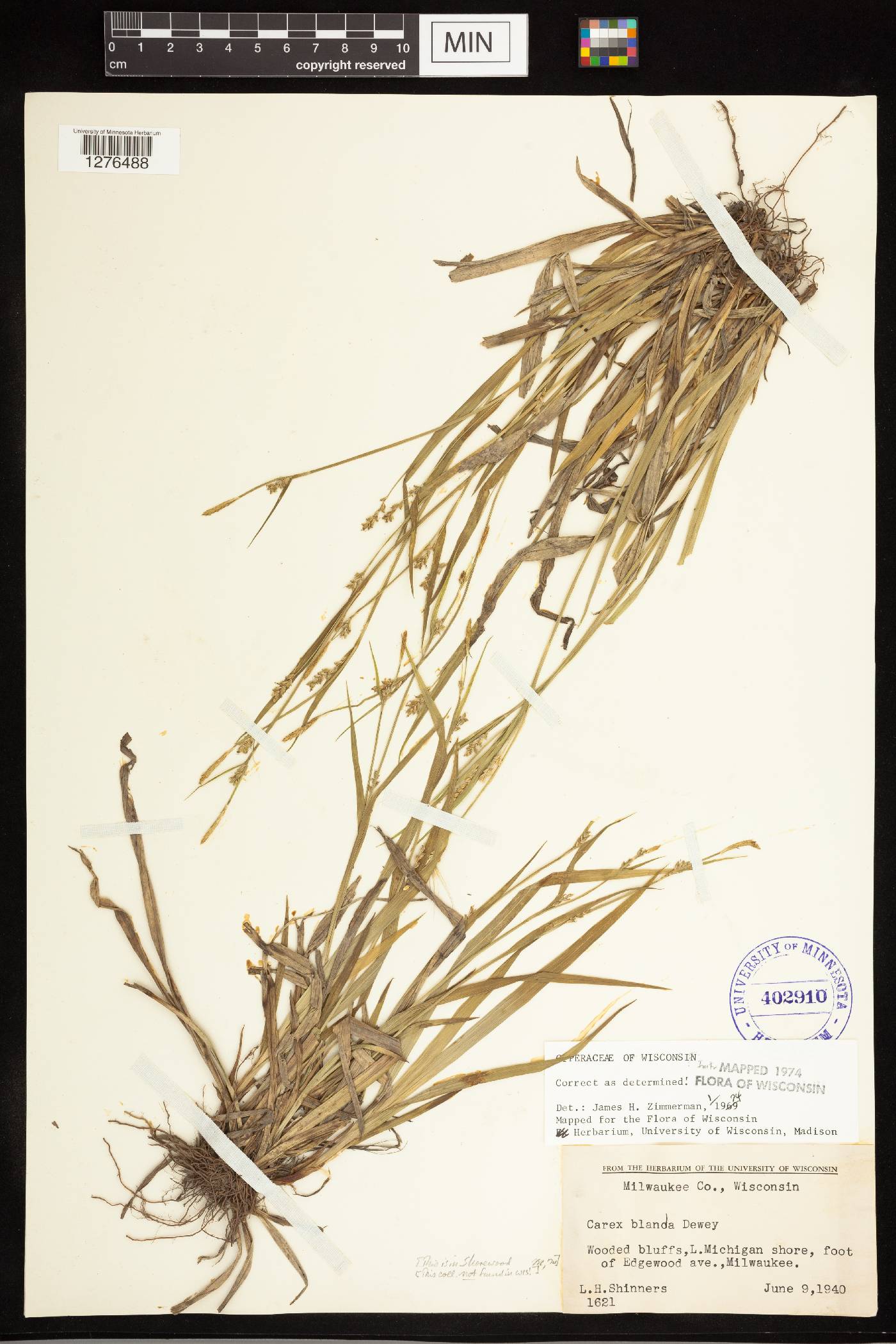 Carex blanda image