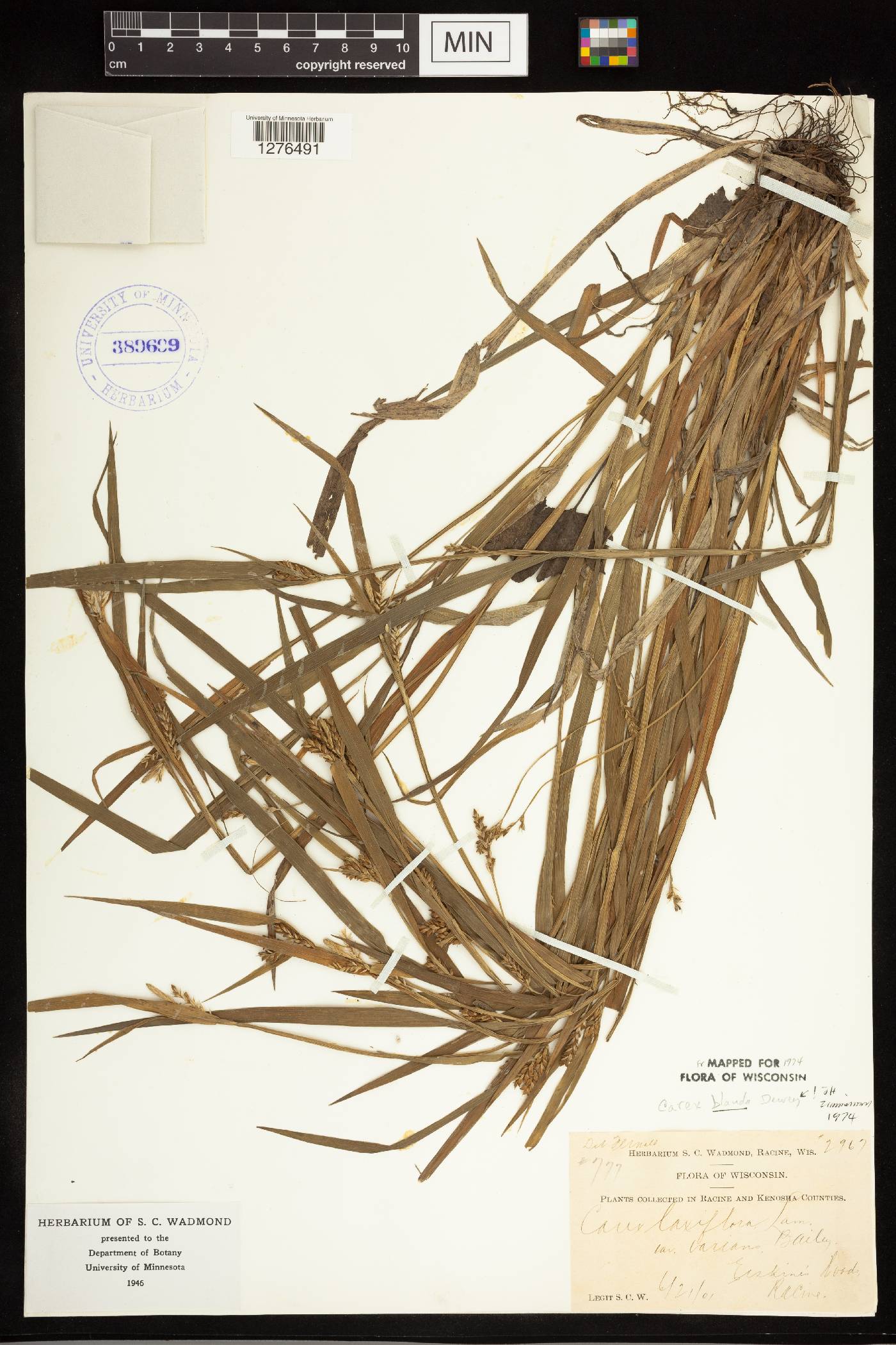 Carex blanda image