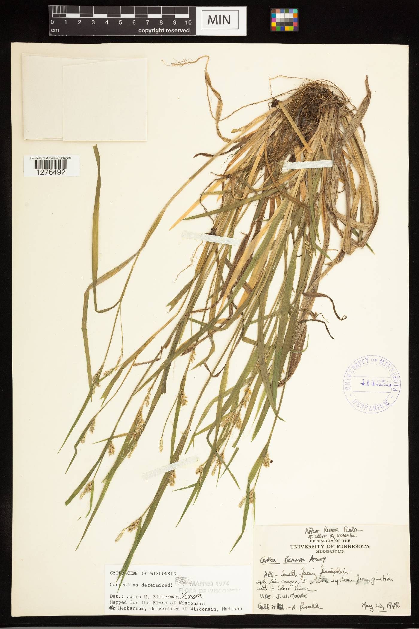 Carex blanda image