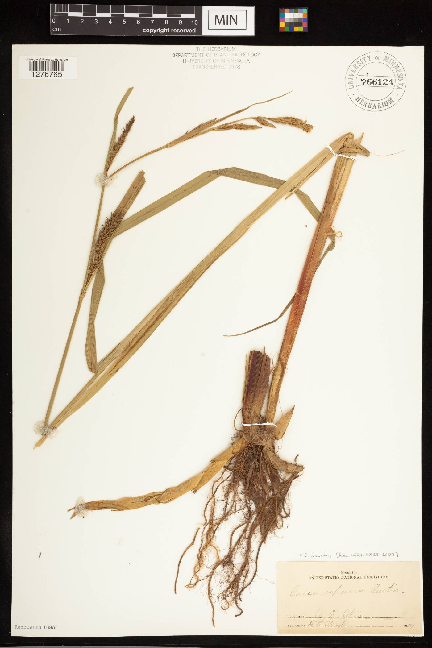 Carex lacustris image