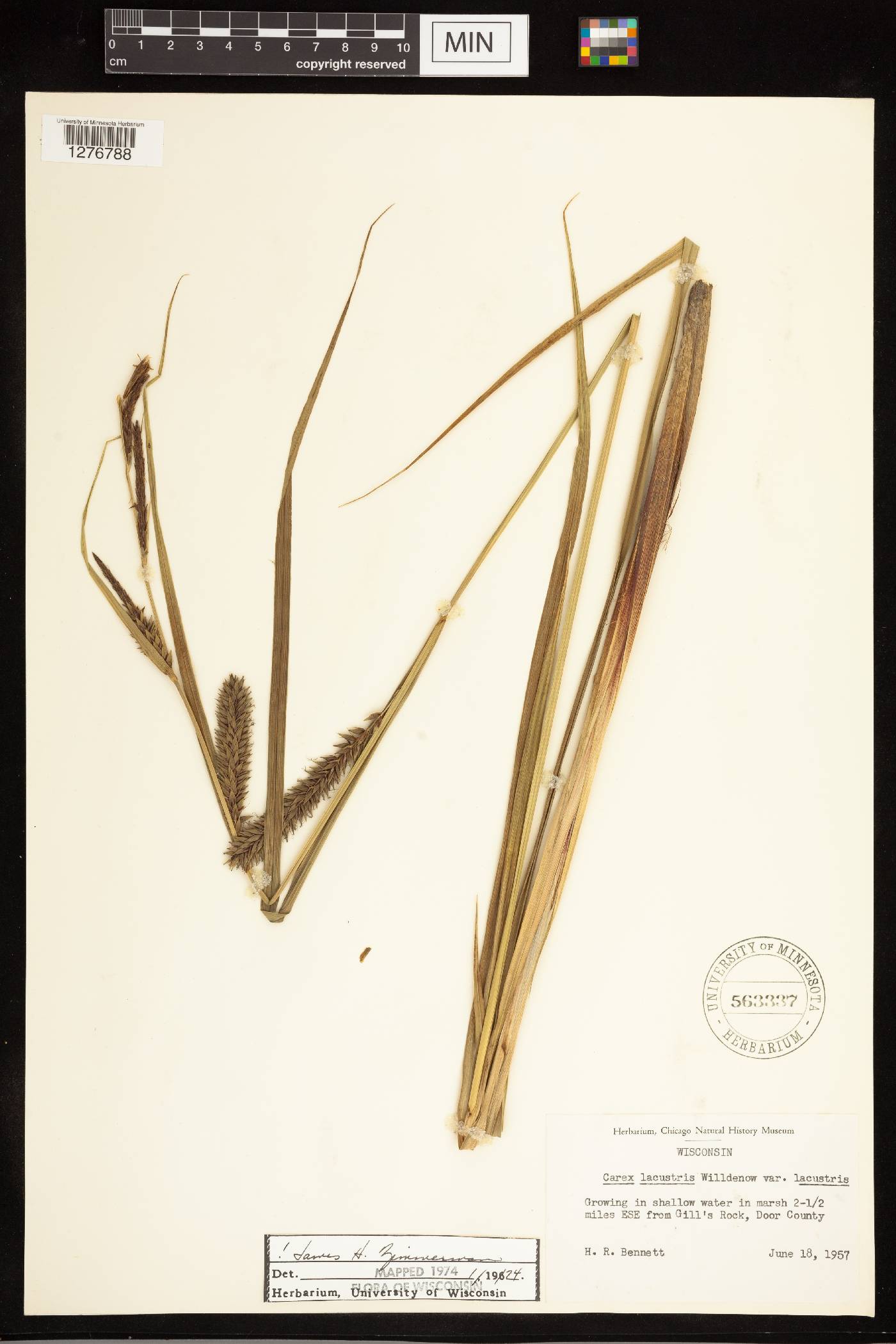 Carex lacustris image