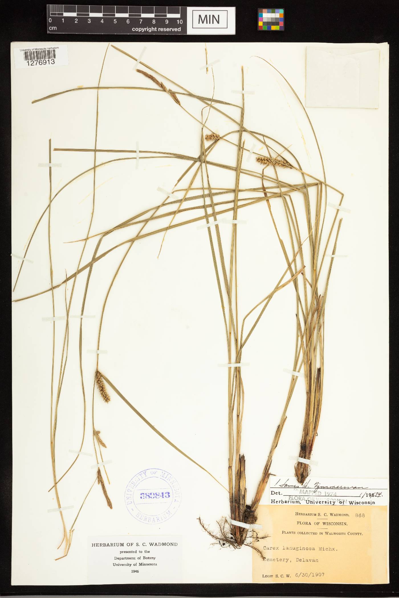 Carex pellita image