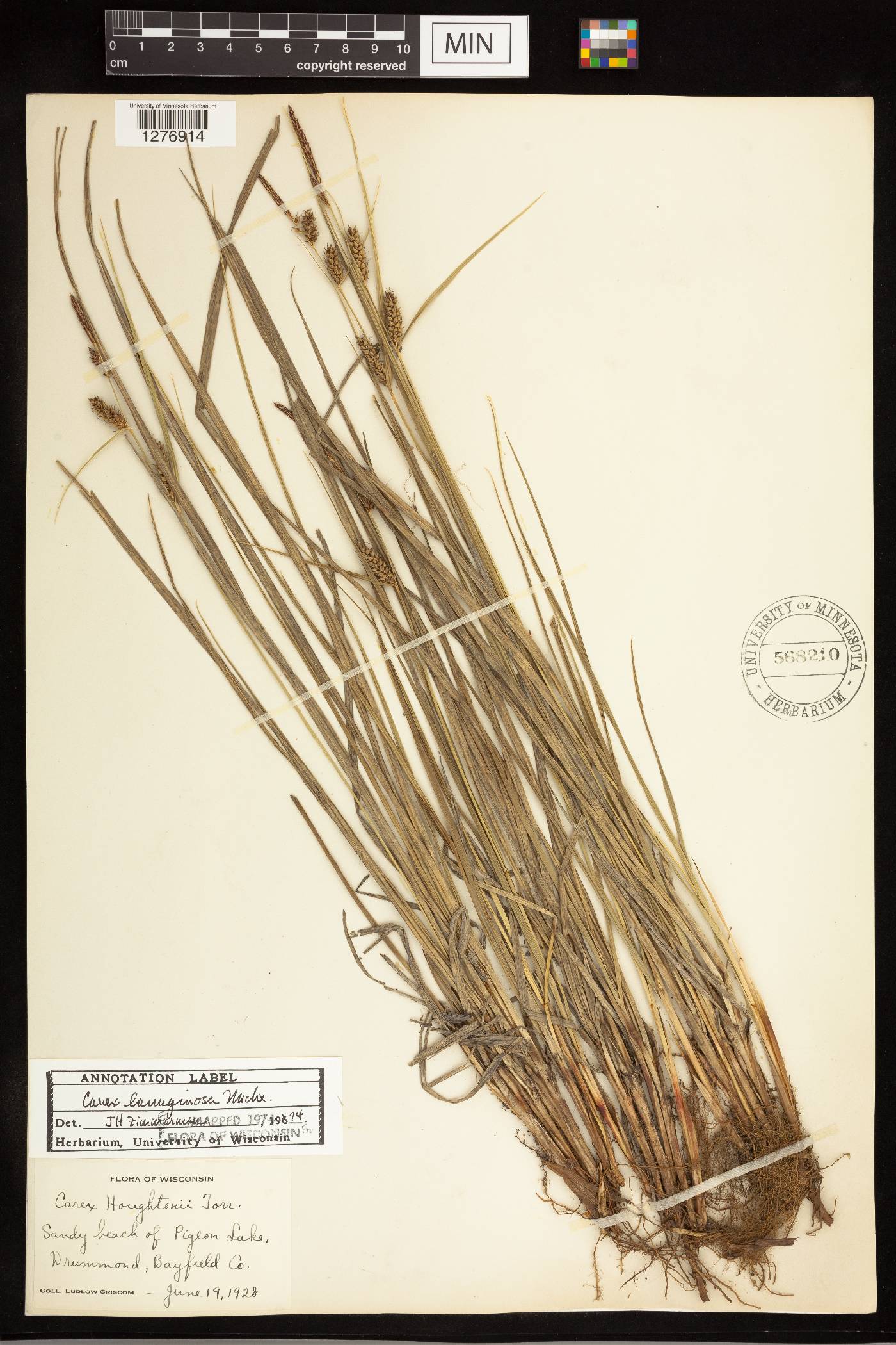 Carex pellita image