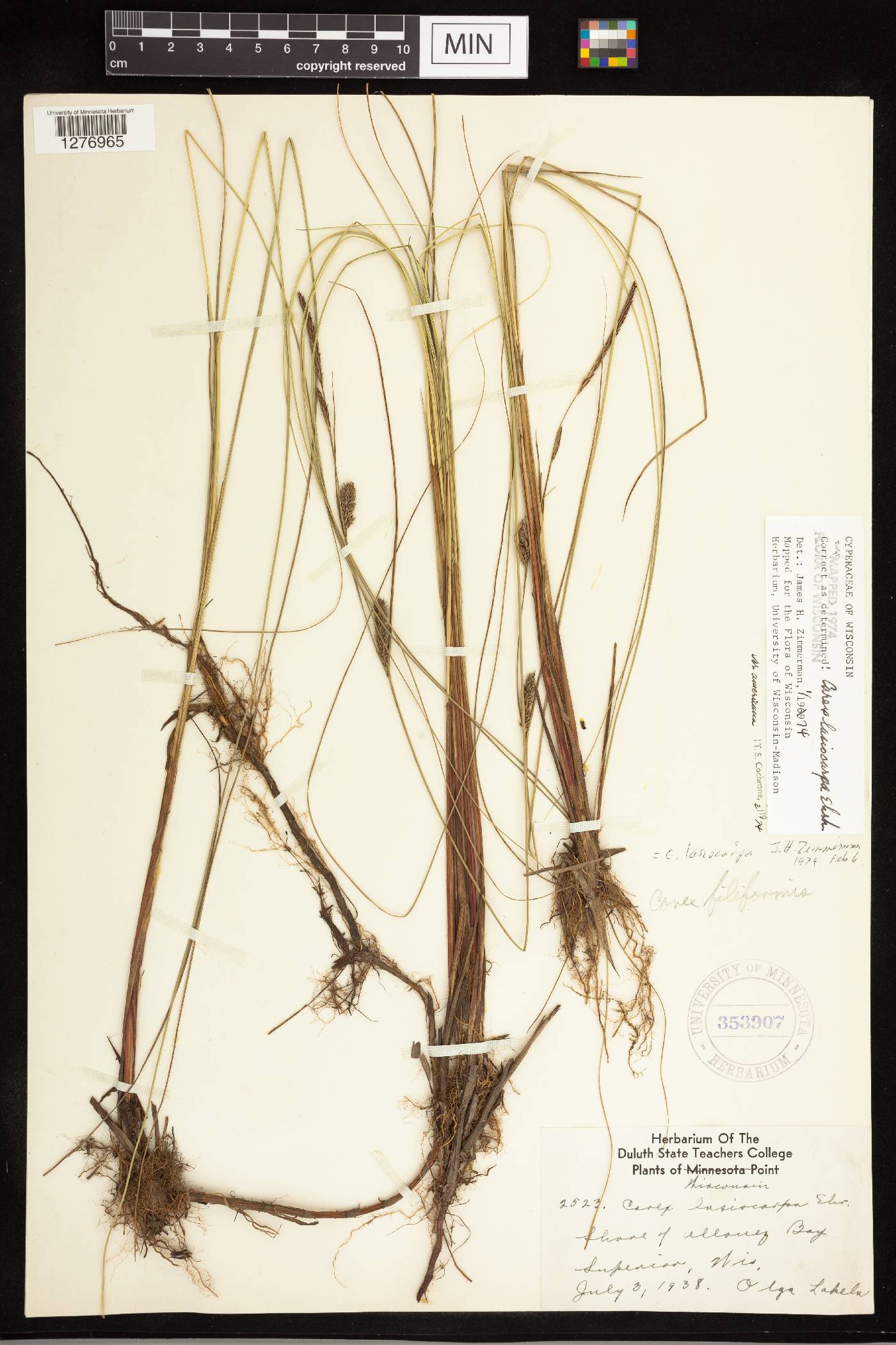 Carex lasiocarpa subsp. americana image